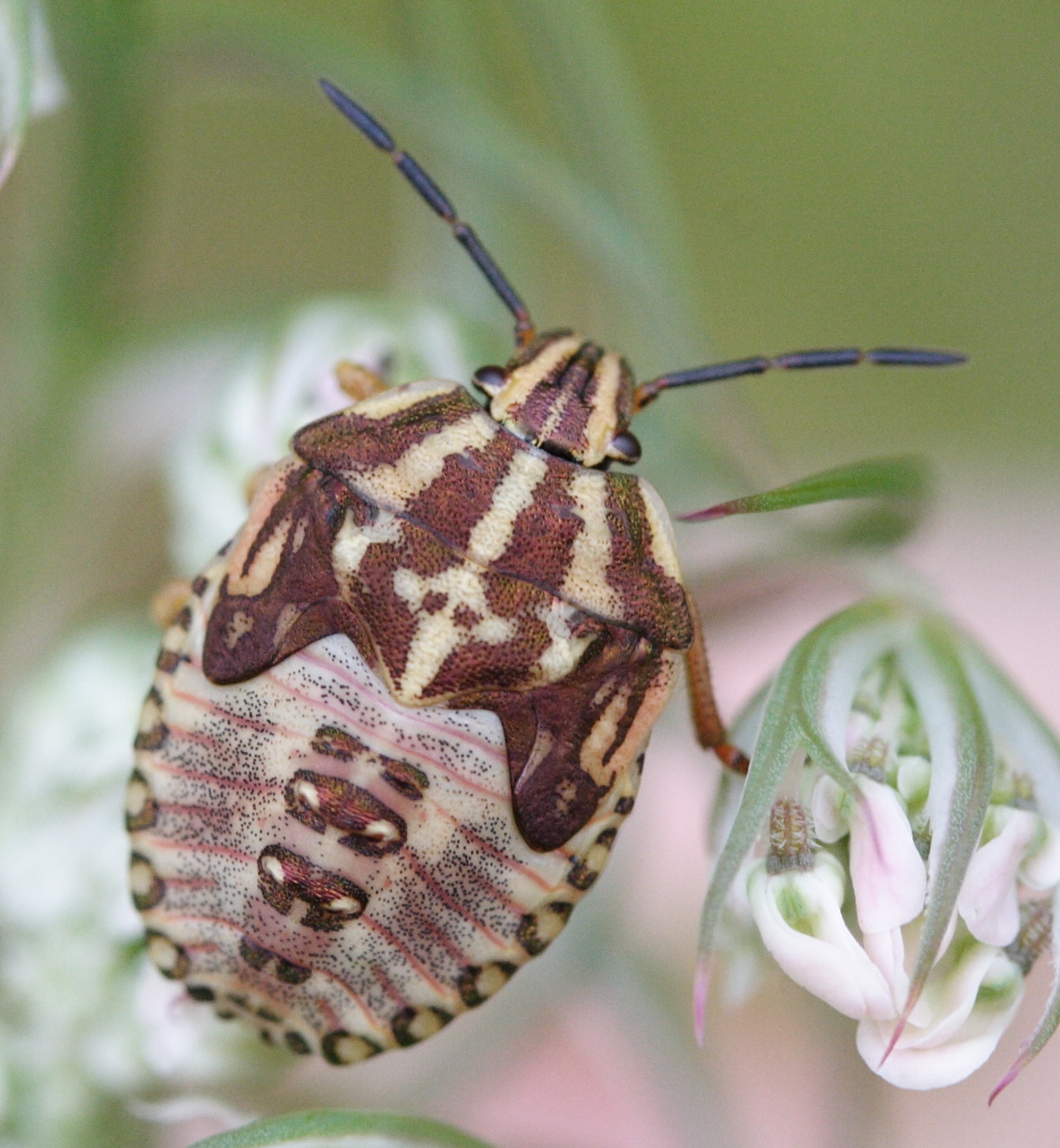 carpocoris_fuscispinus2md