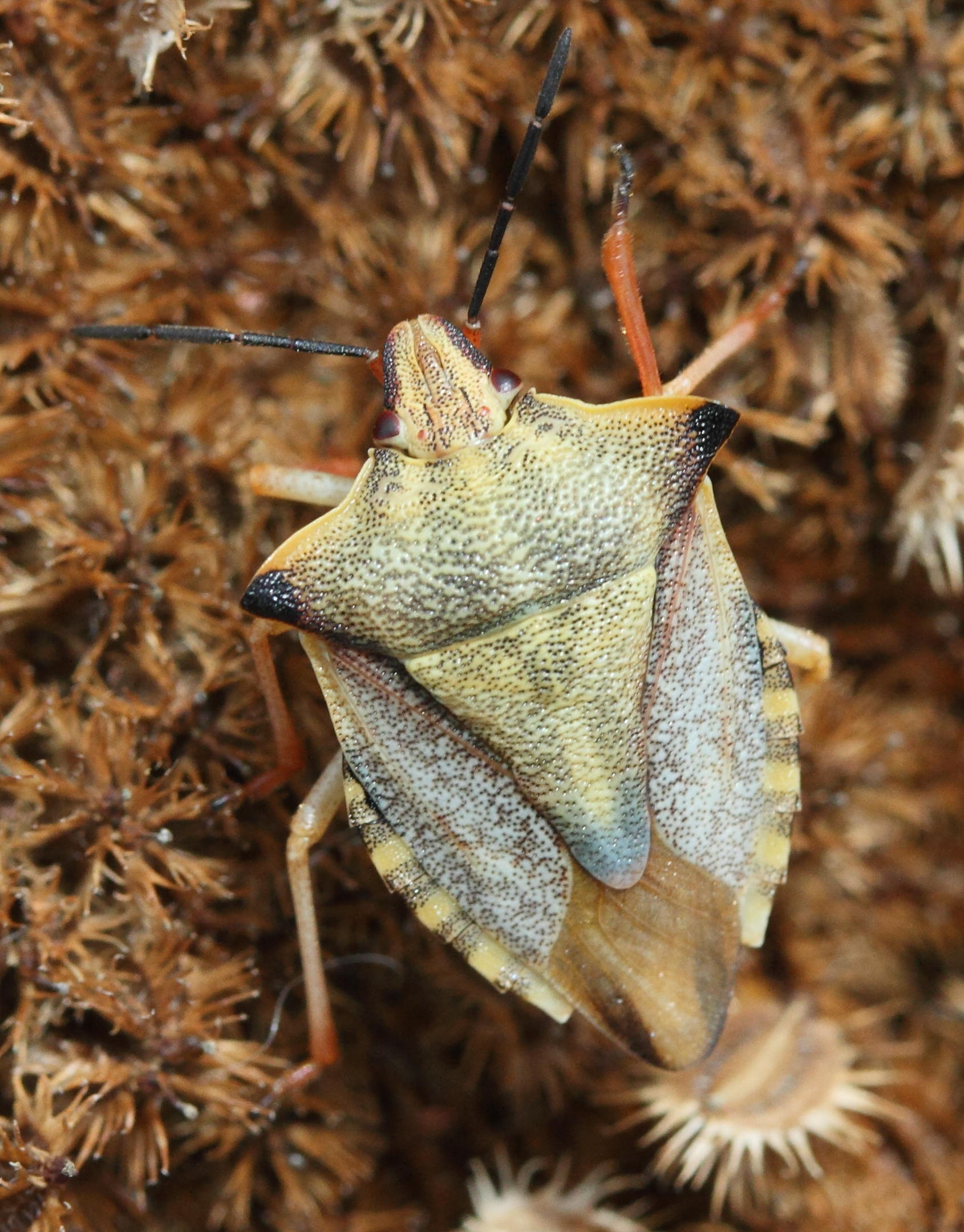 carpocoris_mediterraneus6md