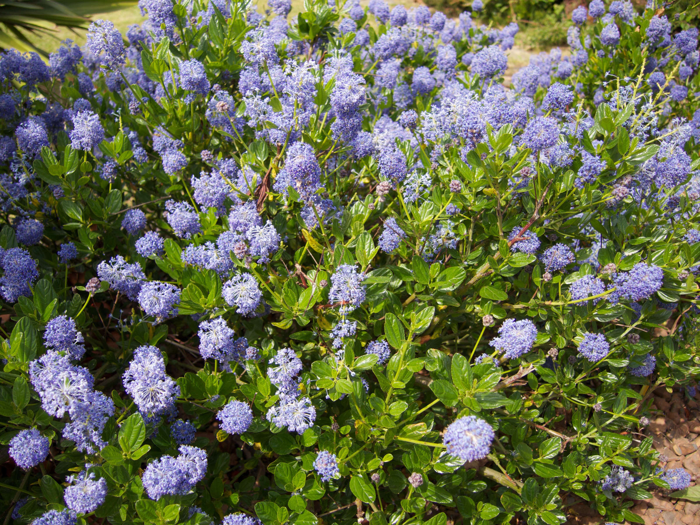 Afficher le média ceanothus_thyrsiflorus1md ceanothus_thyrsiflorus1md