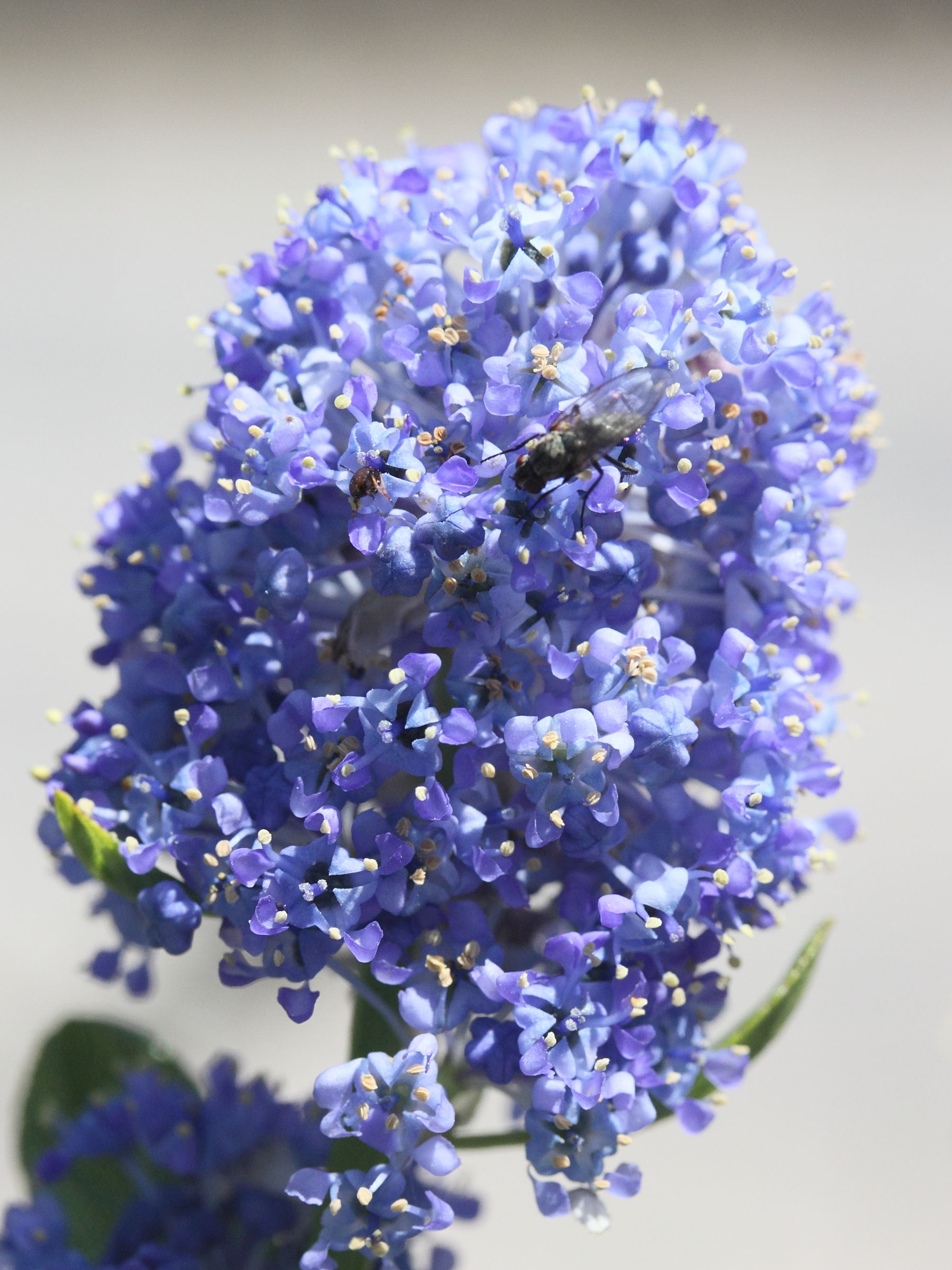 Afficher le média ceanothus_thyrsiflorus2md ceanothus_thyrsiflorus2md