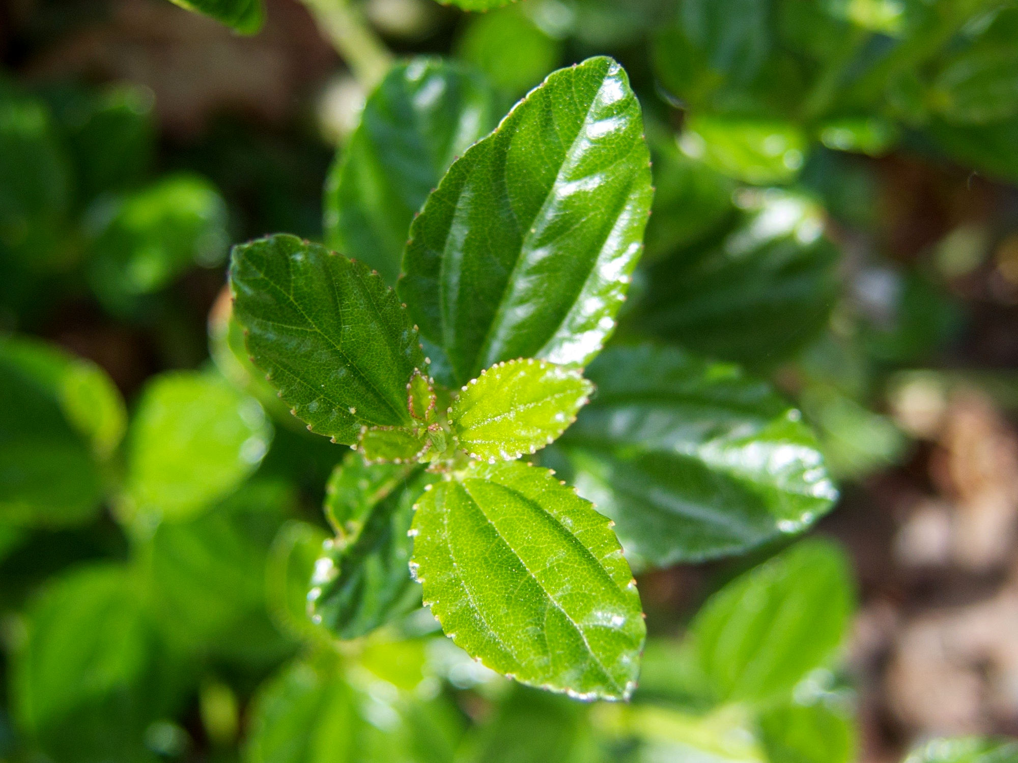 Afficher le média ceanothus_thyrsiflorus3md ceanothus_thyrsiflorus3md