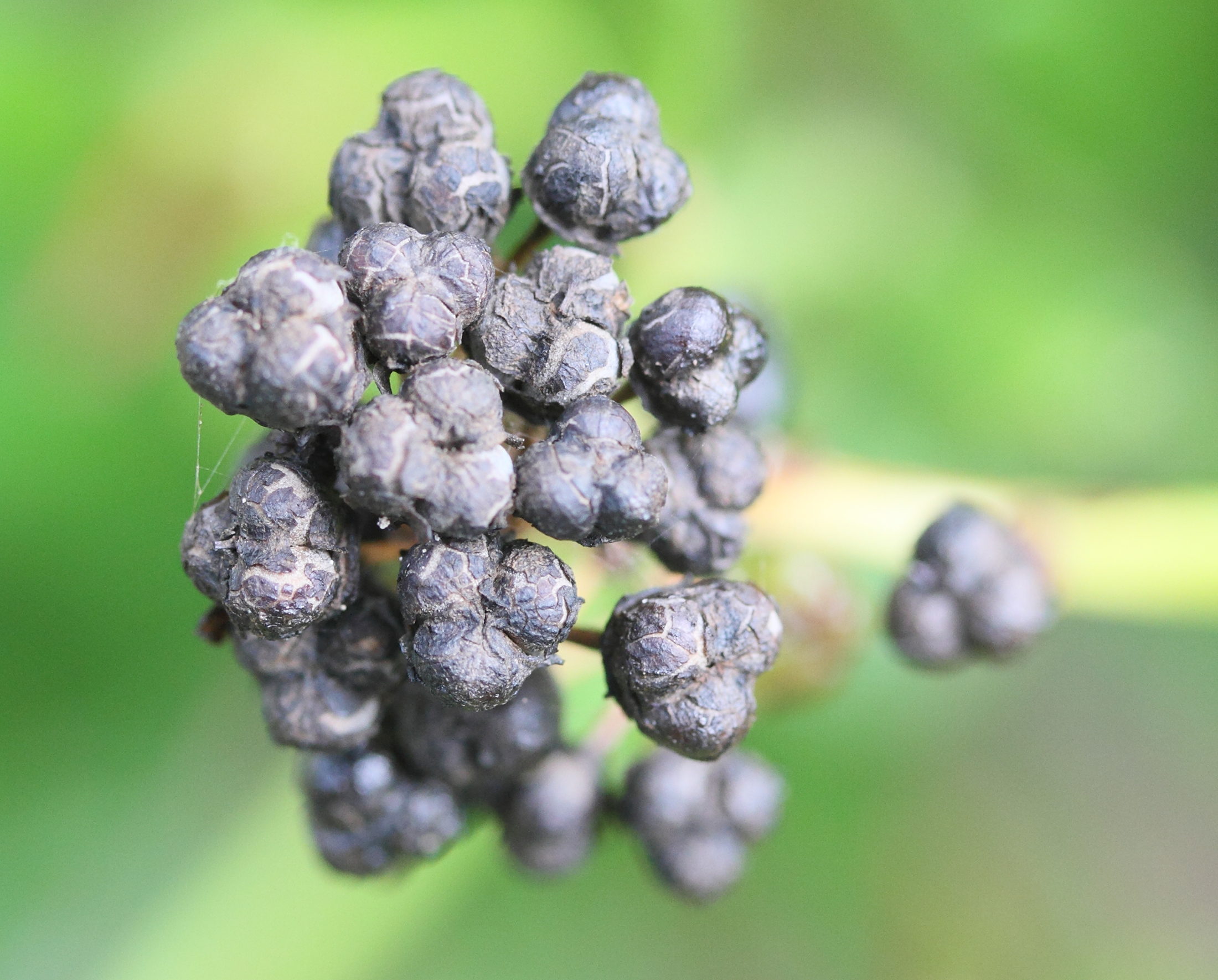 Afficher le média ceanothus_thyrsiflorus4md ceanothus_thyrsiflorus4md