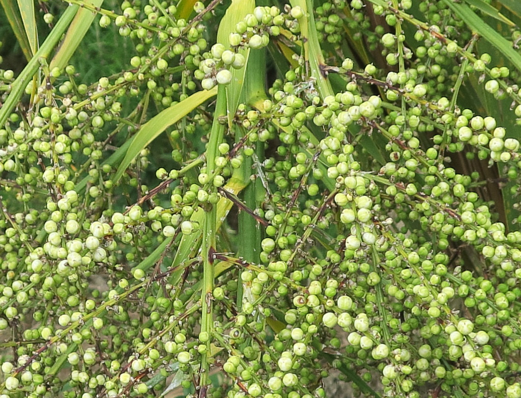 cordyline_australis7md