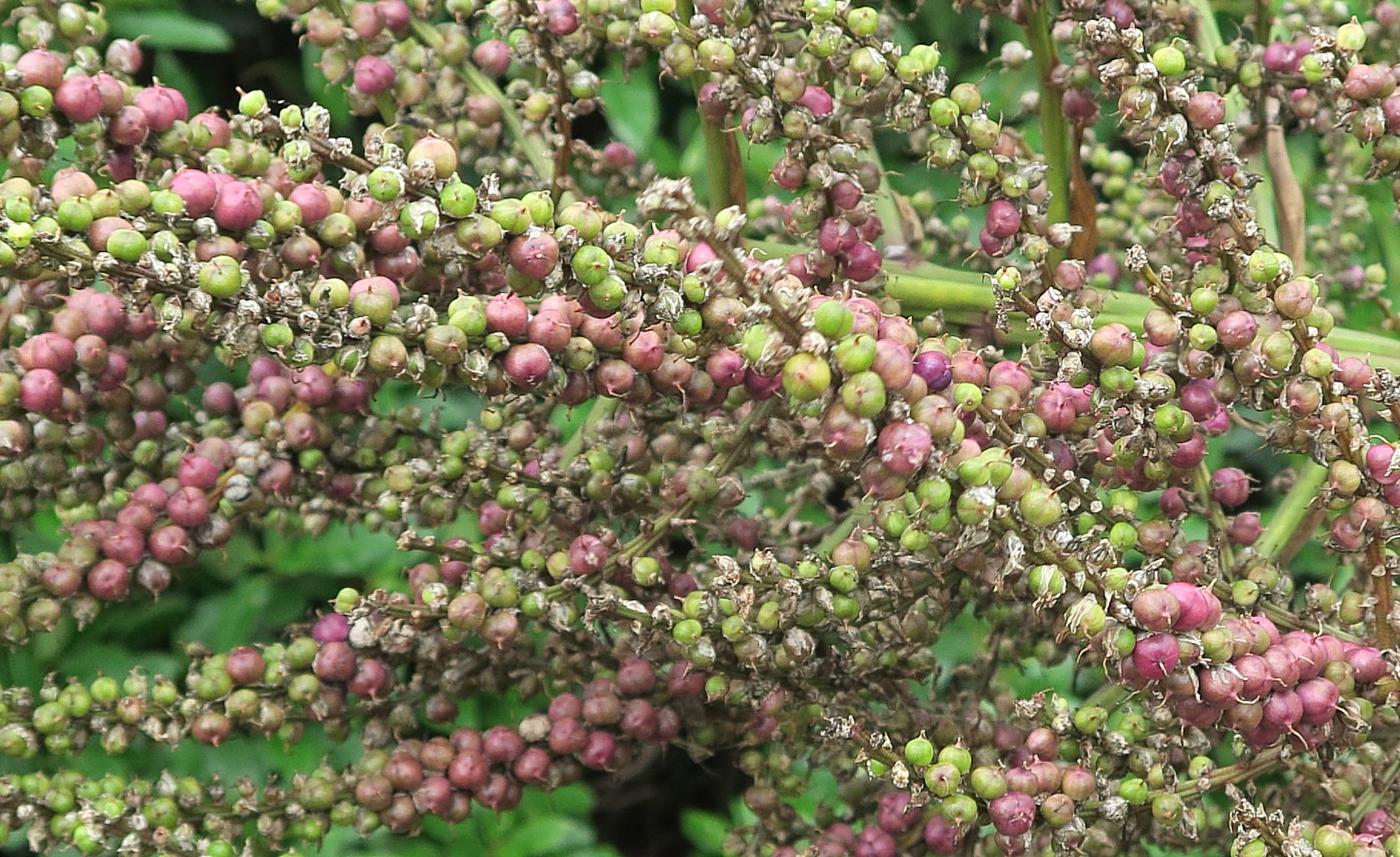 cordyline_australis8md