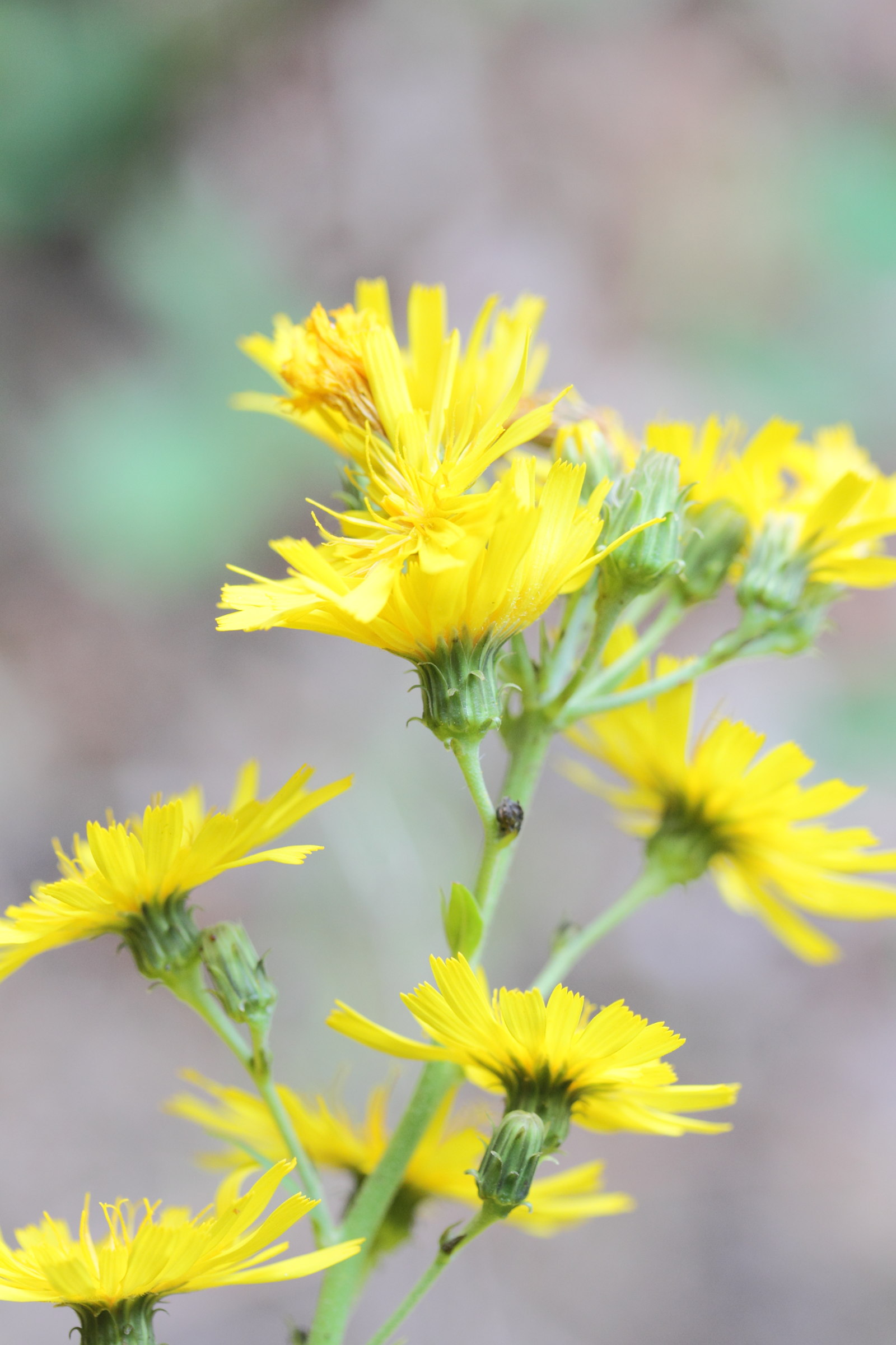 Afficher le média hieracium_umbellatum3md hieracium_umbellatum3md