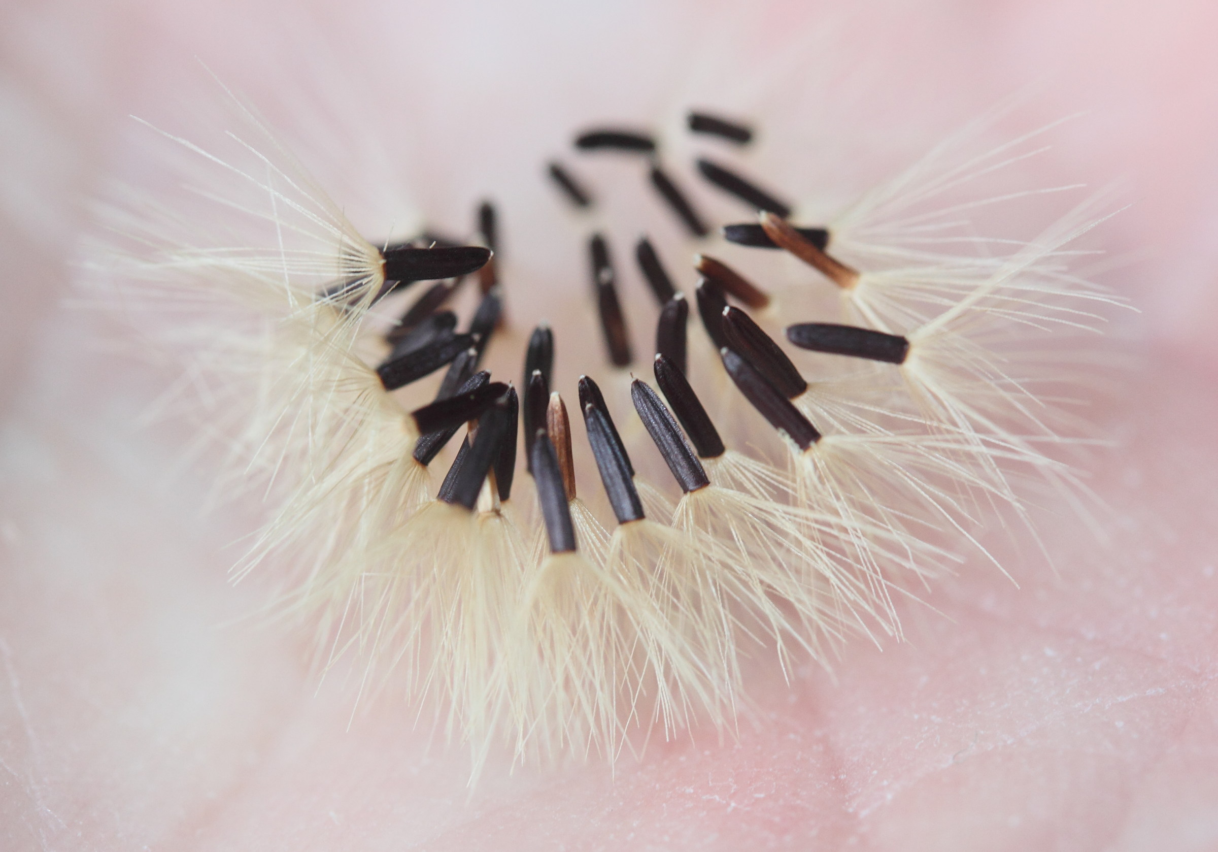 Afficher le média hieracium_umbellatum4md hieracium_umbellatum4md