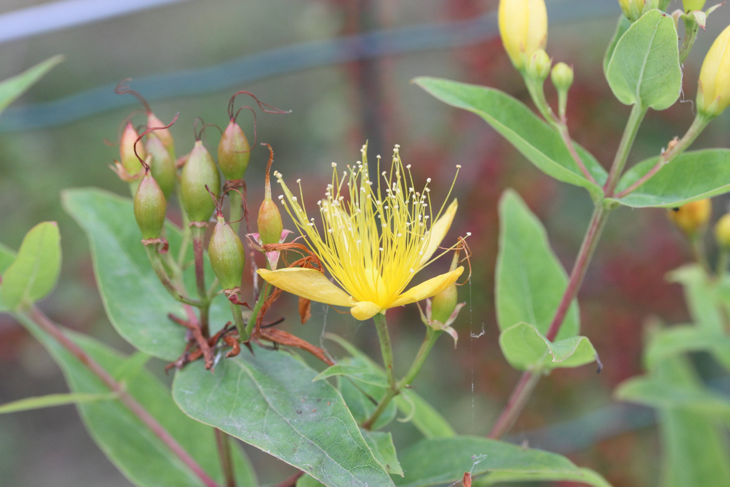 Afficher le média hypericum_hircinum6md hypericum_hircinum6md