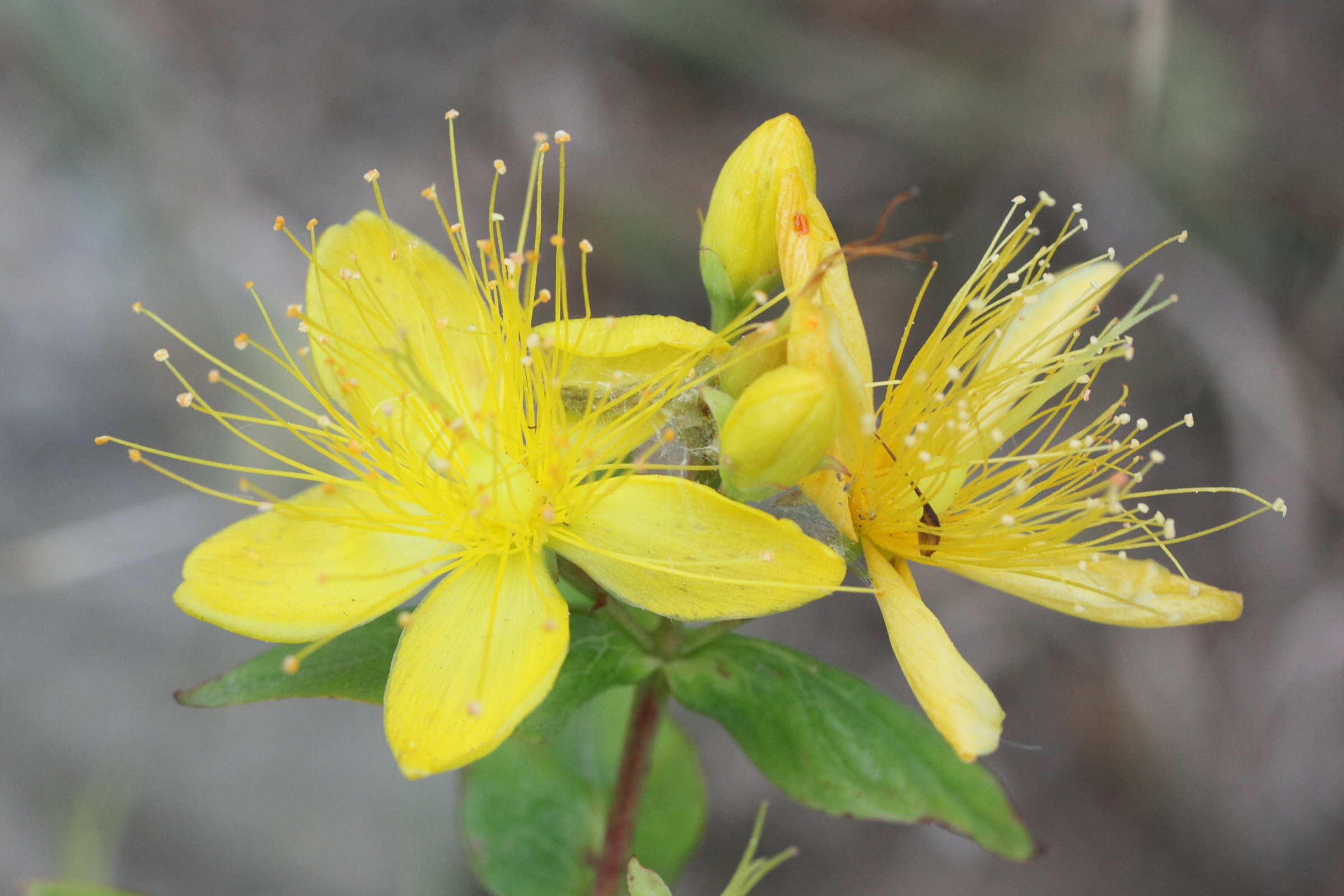 Afficher le média hypericum_hircinum7md hypericum_hircinum7md
