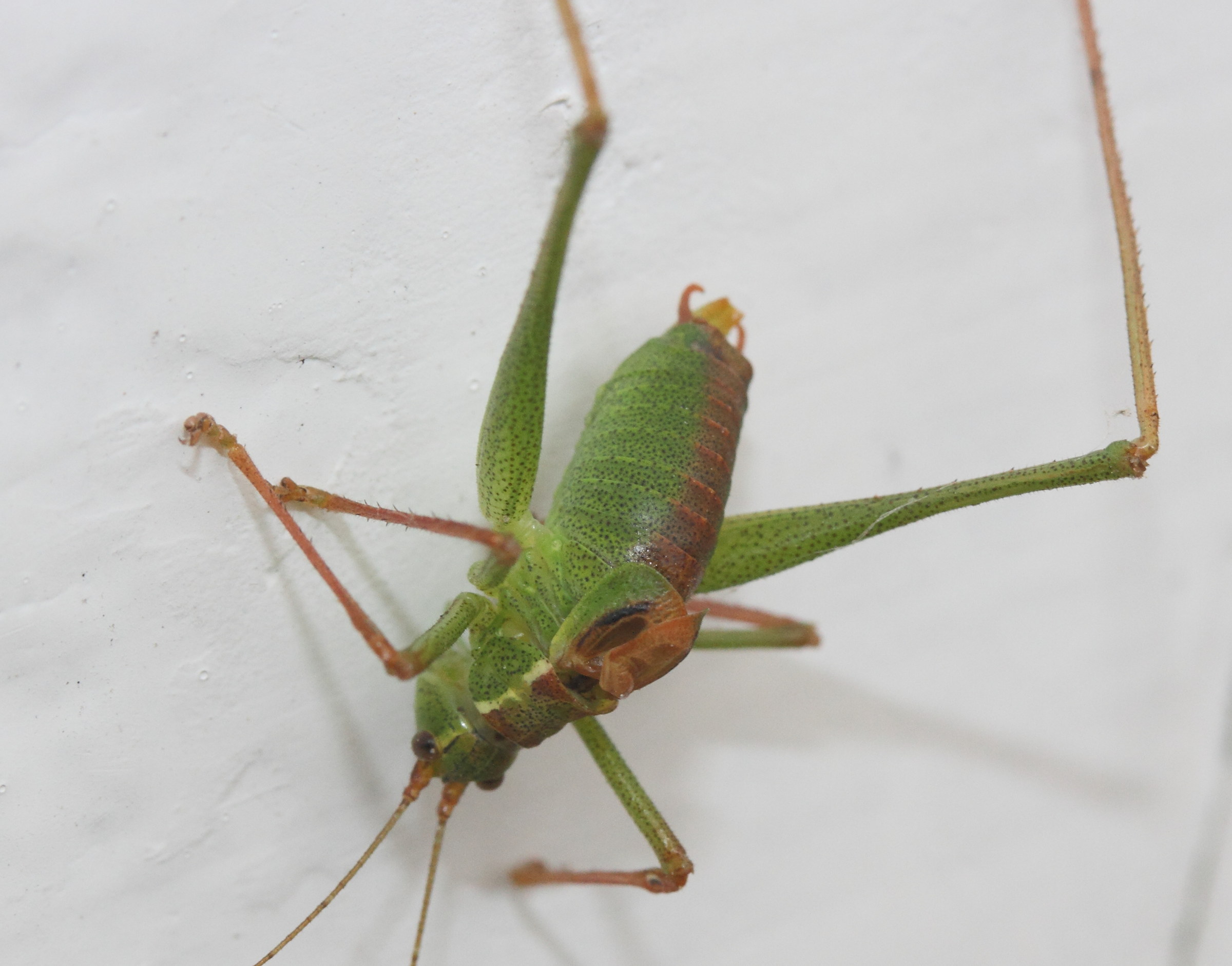 leptophyes_punctatissima8md