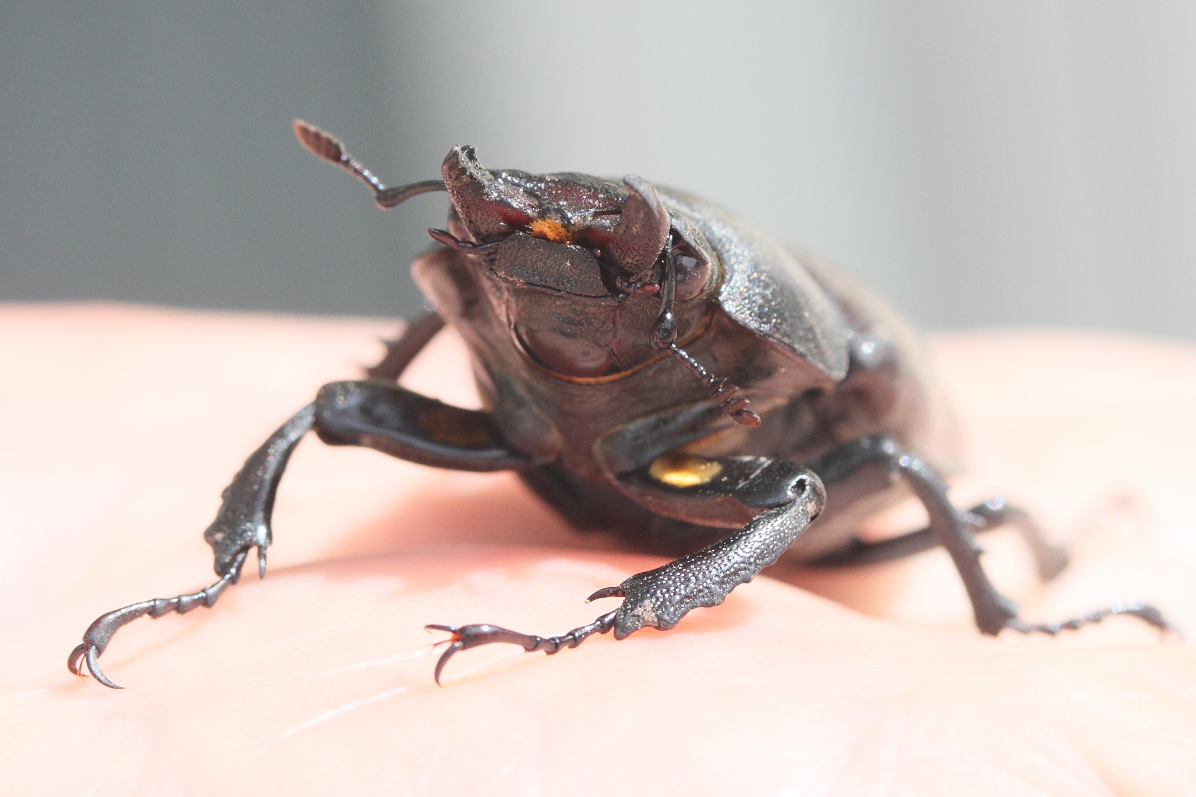 lucanus_cervusmd