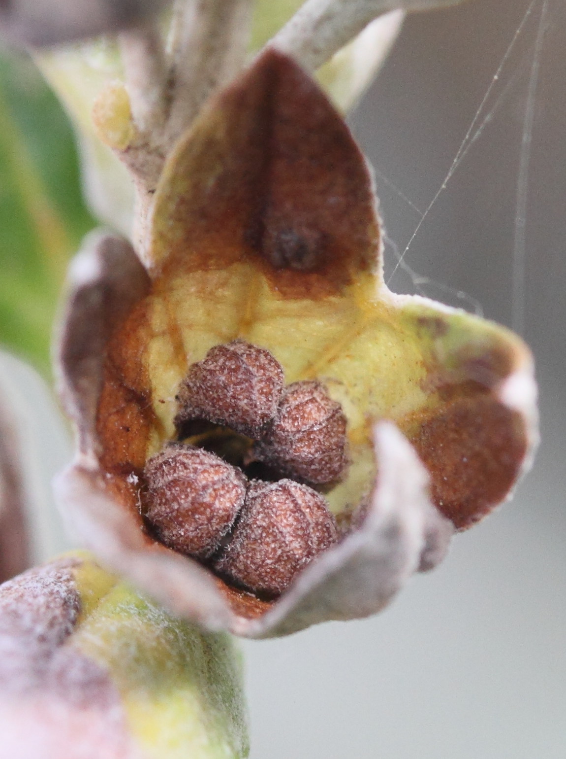 teucrium_fruticans5md