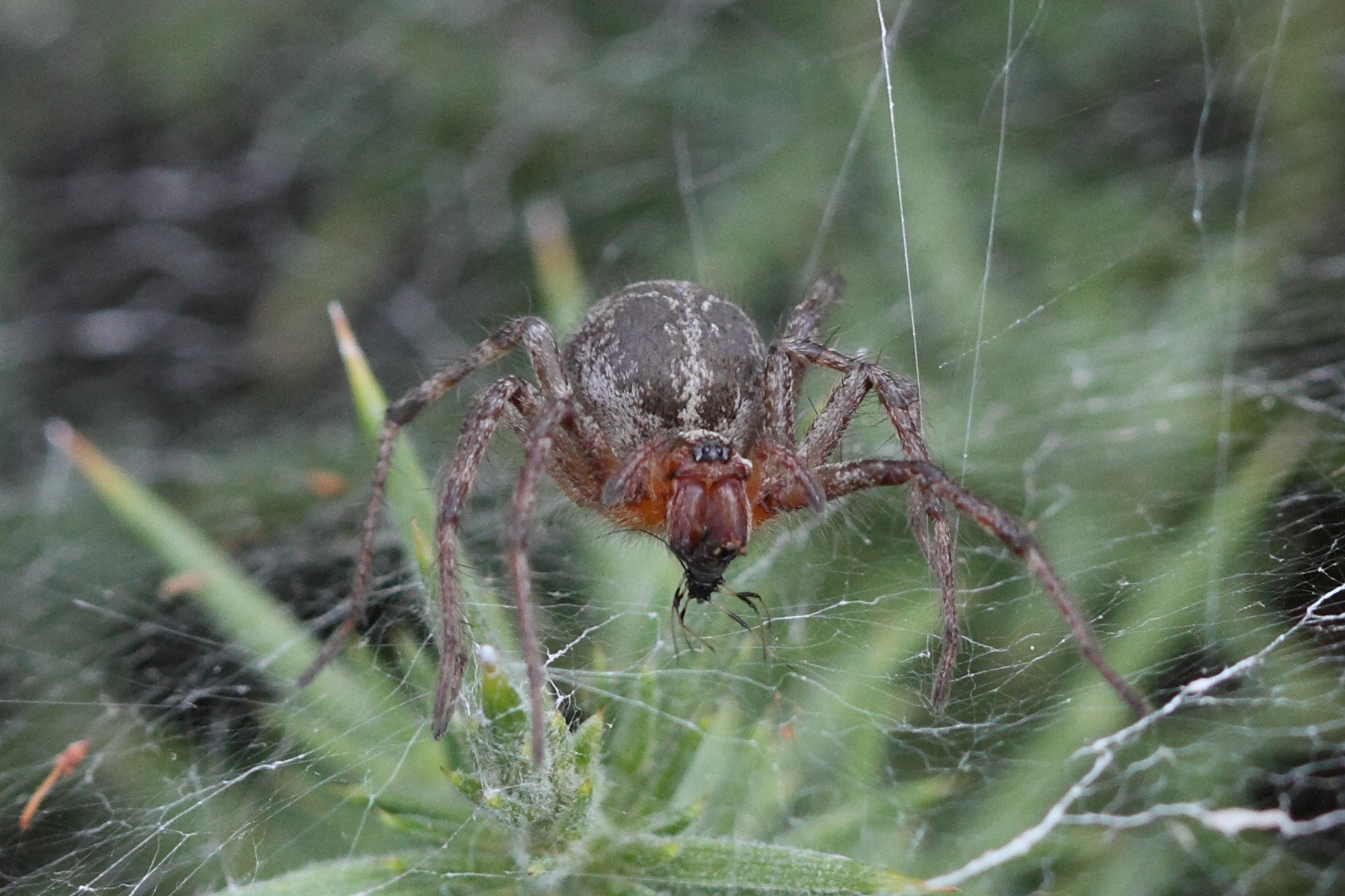 agelena_labyrinthica7md