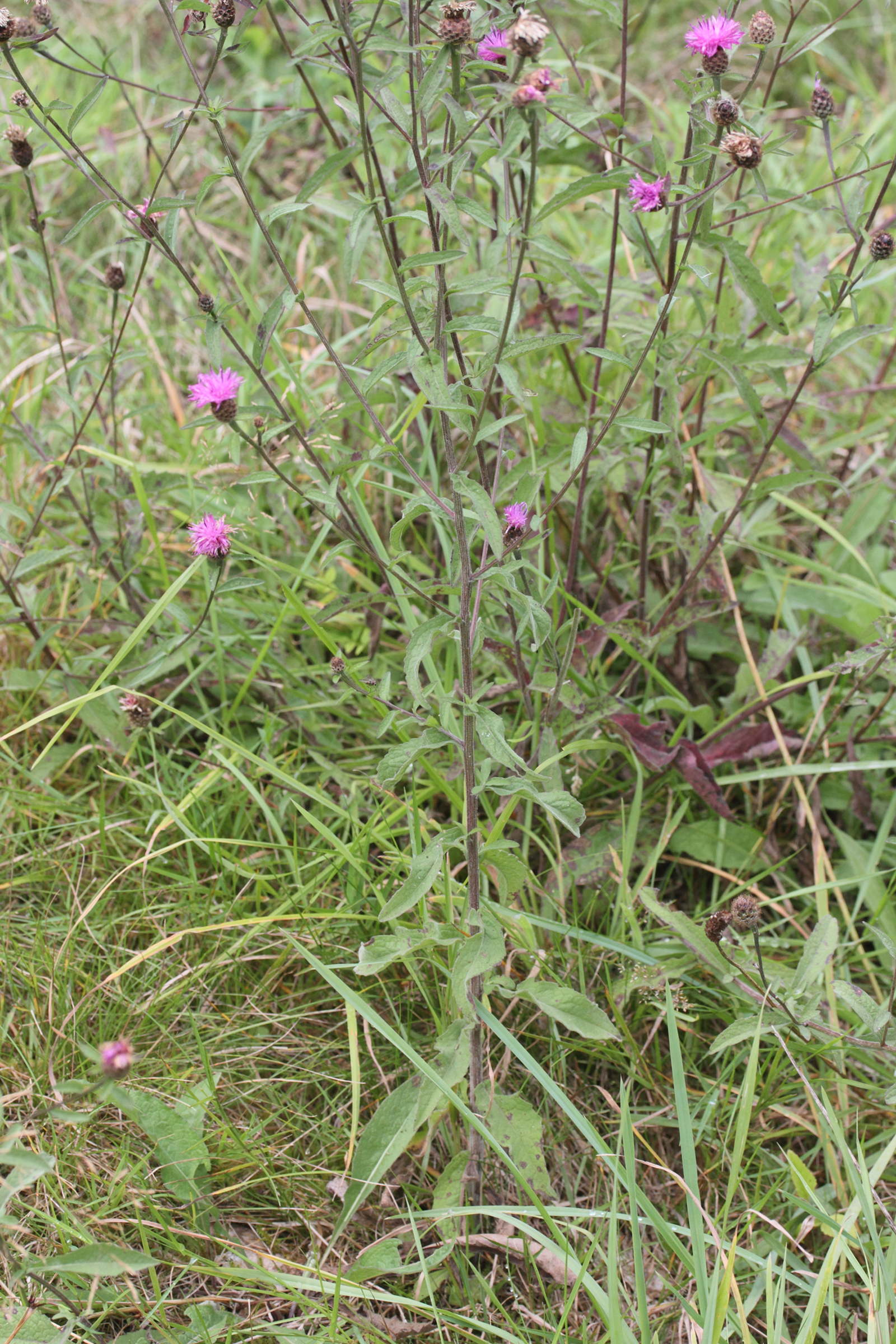 Afficher le média centaurea_decipiens3md centaurea_decipiens3md