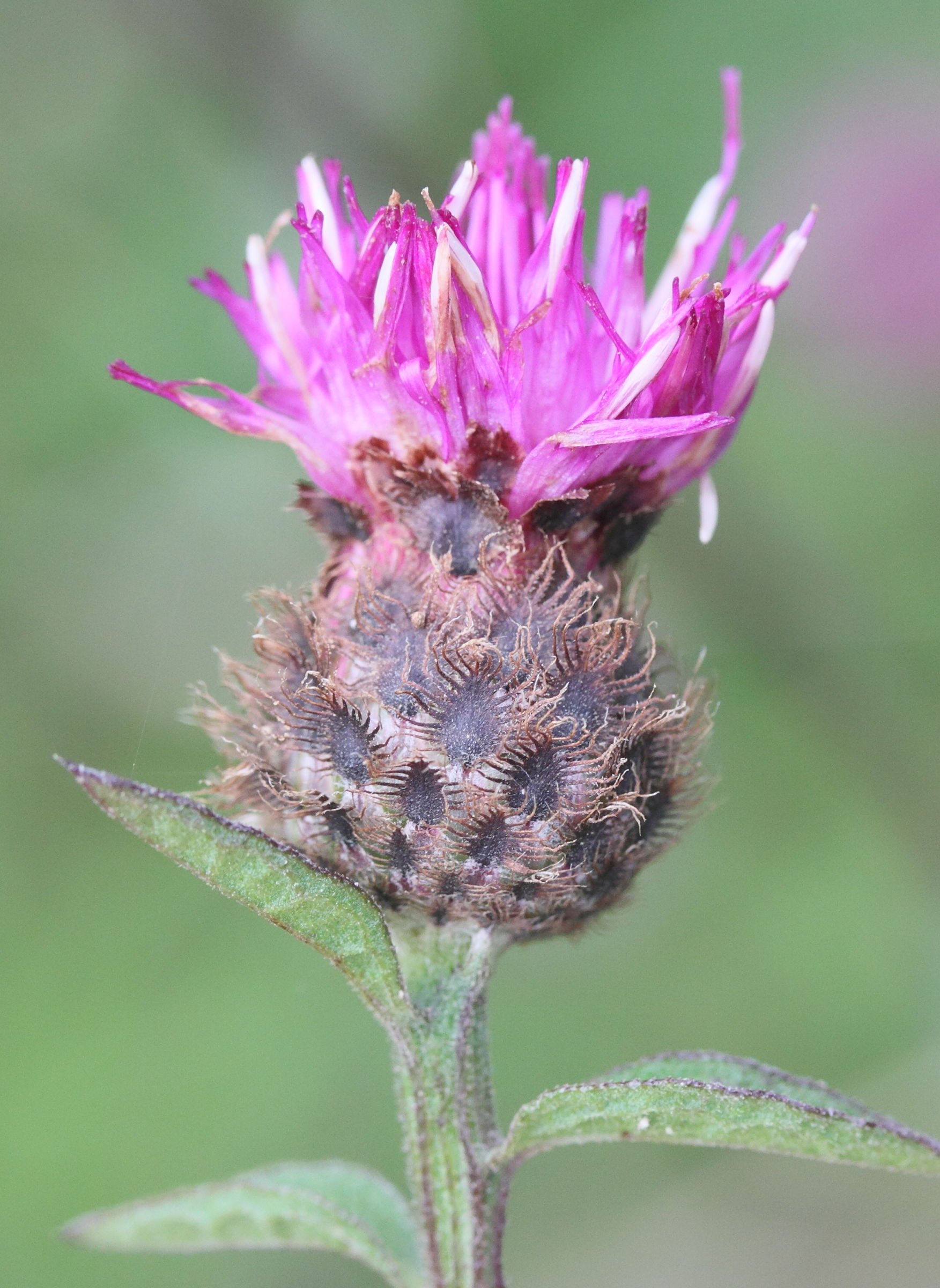 Afficher le média centaurea_decipiens4md centaurea_decipiens4md