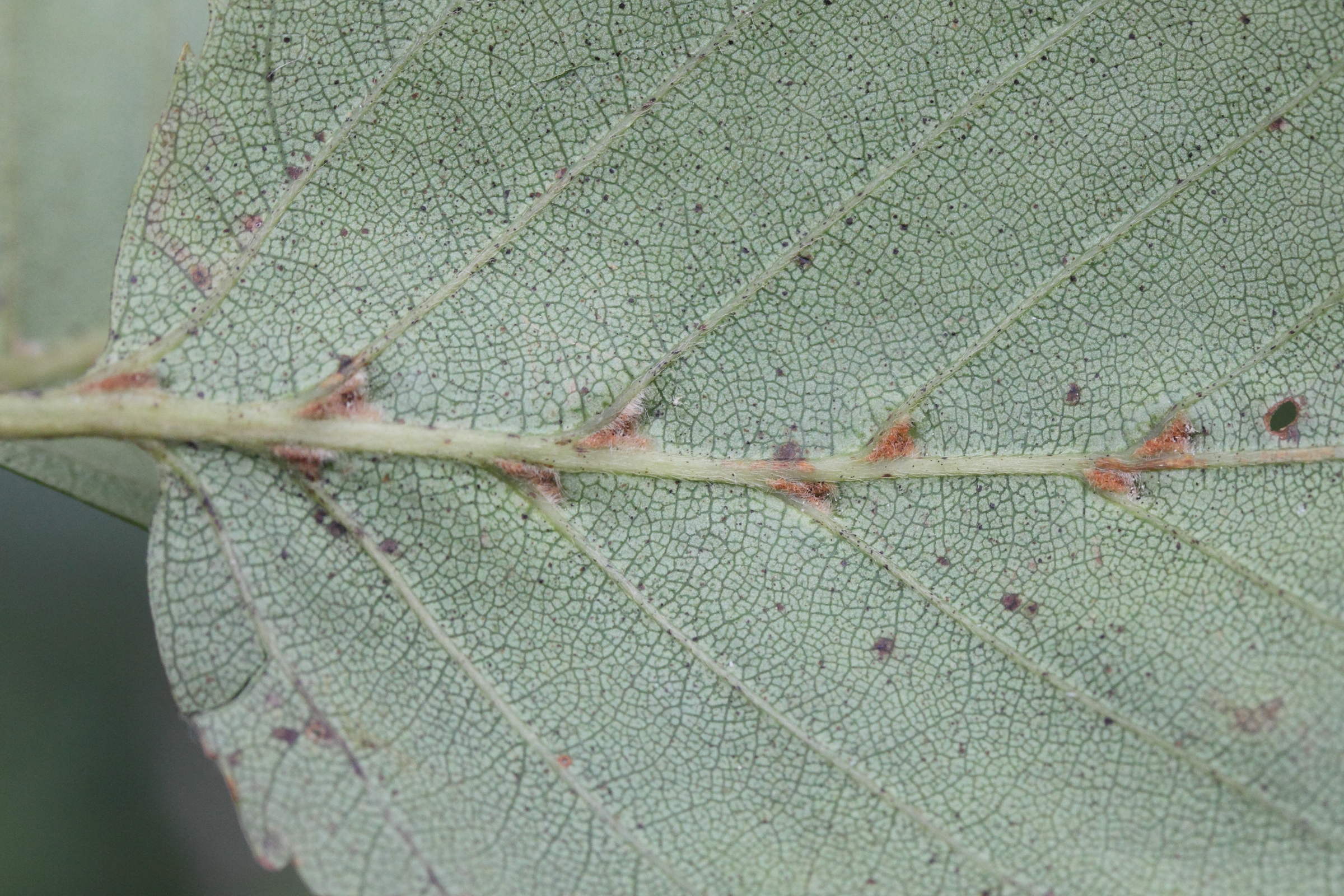 Afficher le média eriophyes_inangulis_galle6md eriophyes_inangulis_galle6md