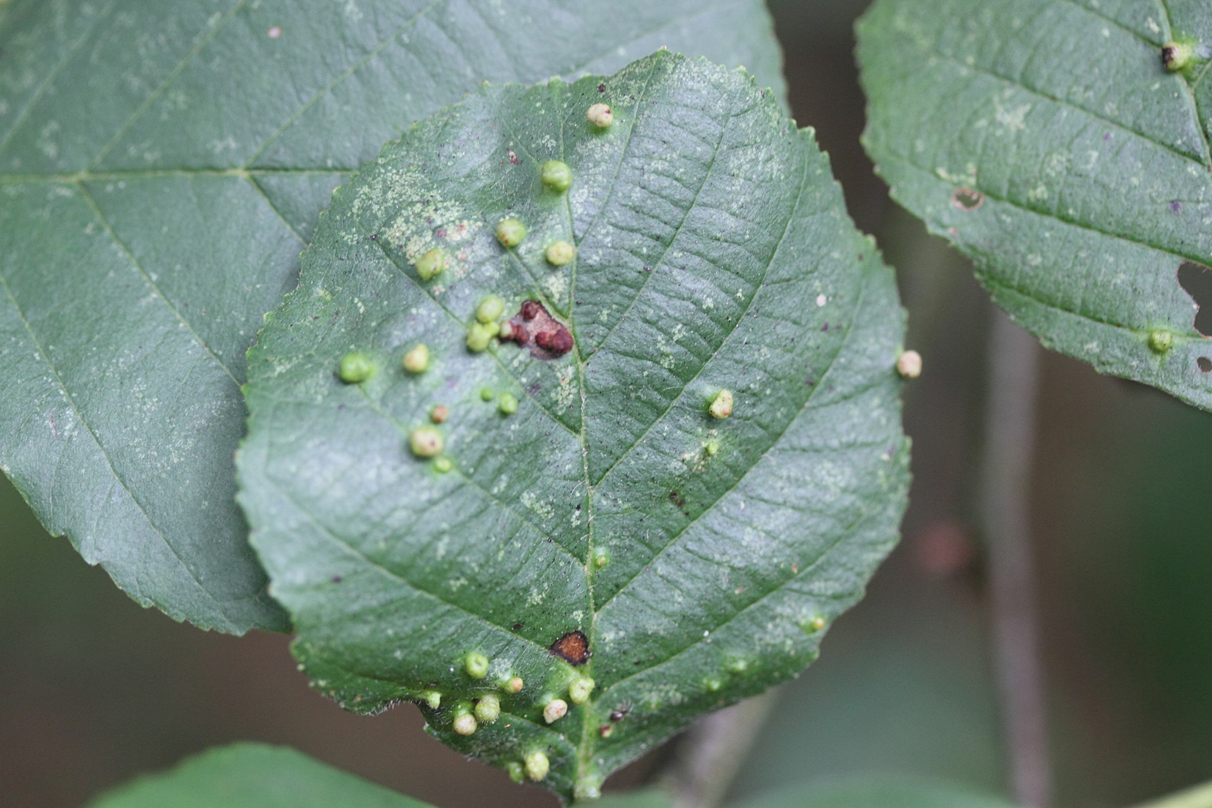 Afficher le média eriophyes_laevis_galle1md eriophyes_laevis_galle1md