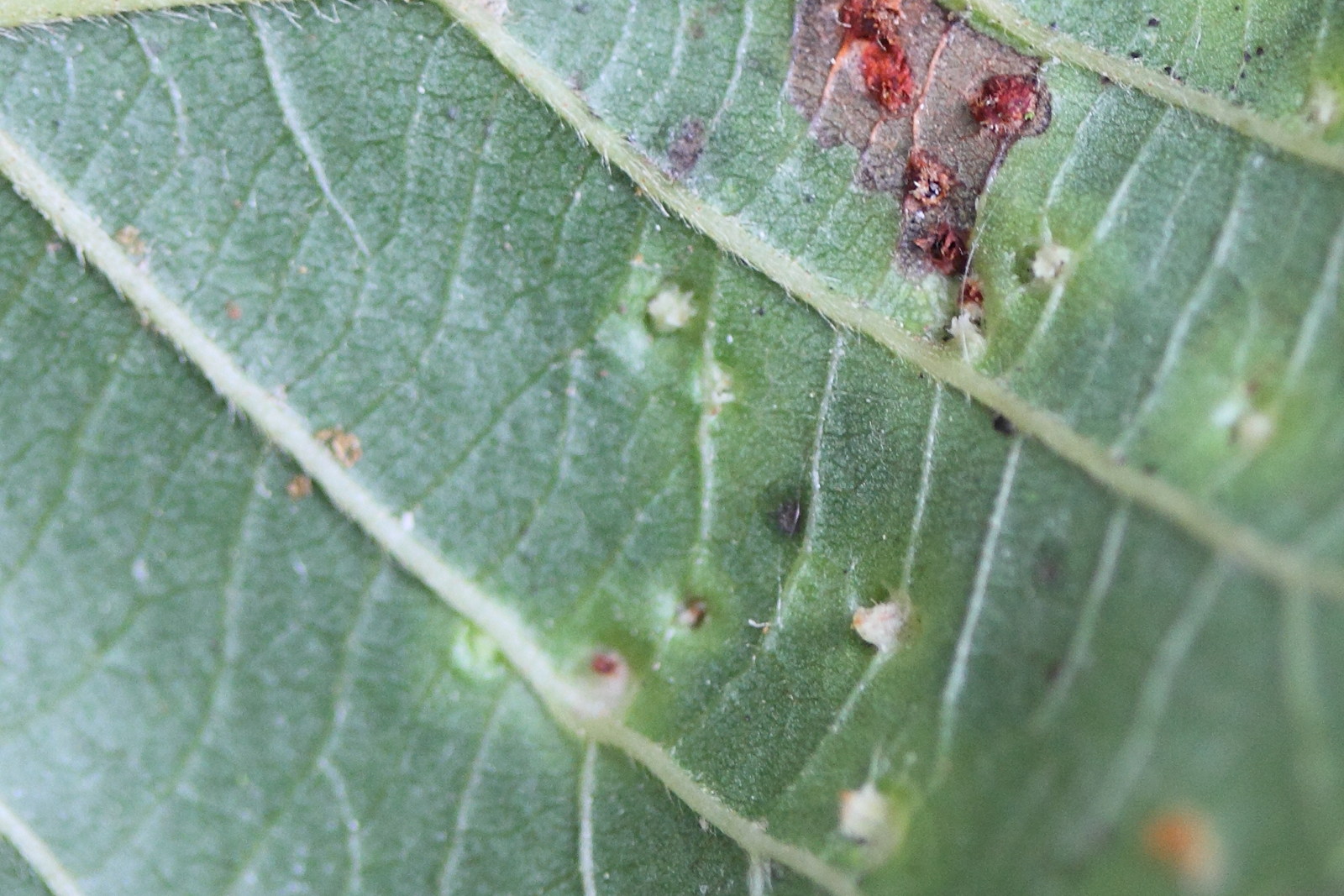 Afficher le média eriophyes_laevis_galle2md eriophyes_laevis_galle2md