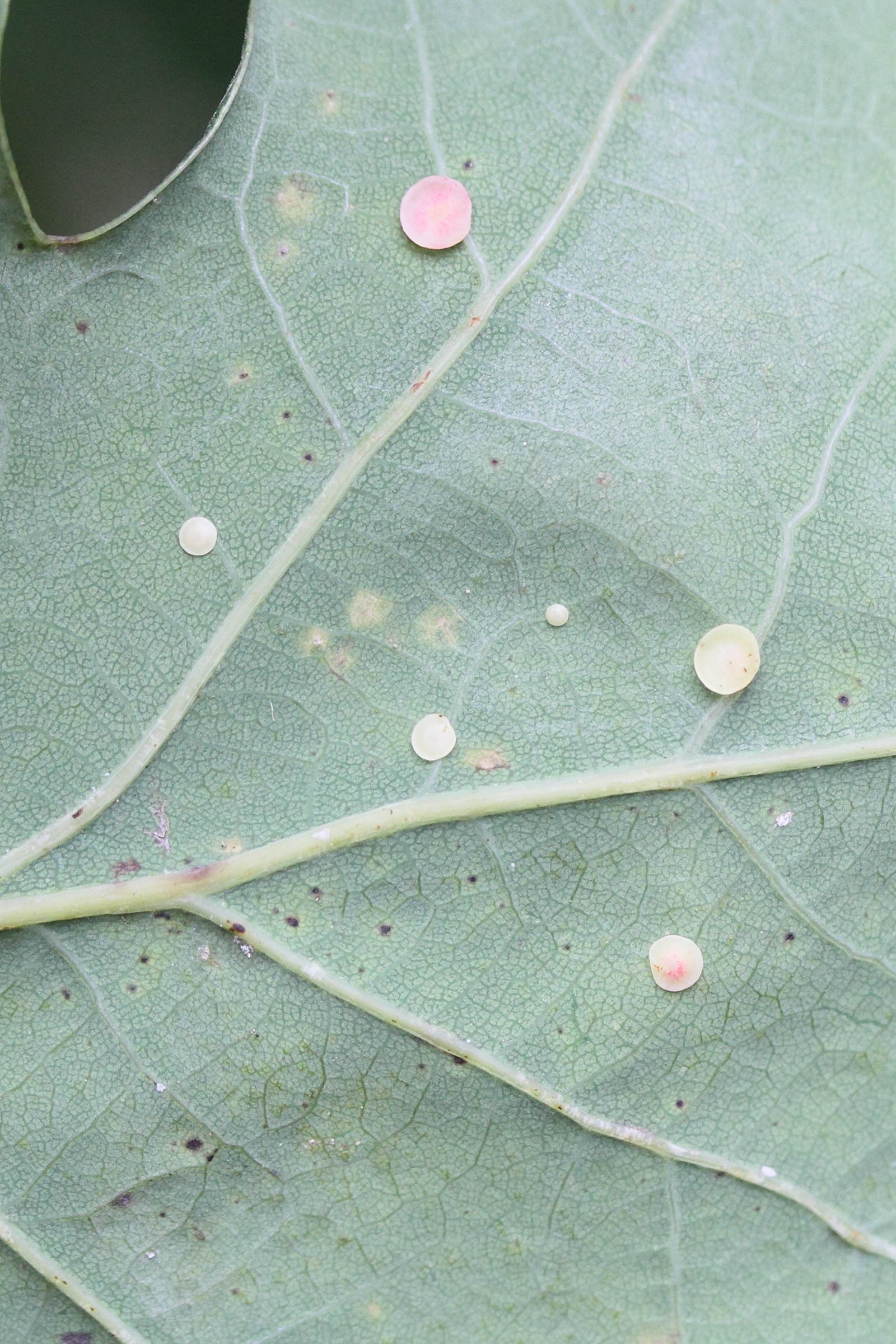 neuroterus_albipes_galle1md