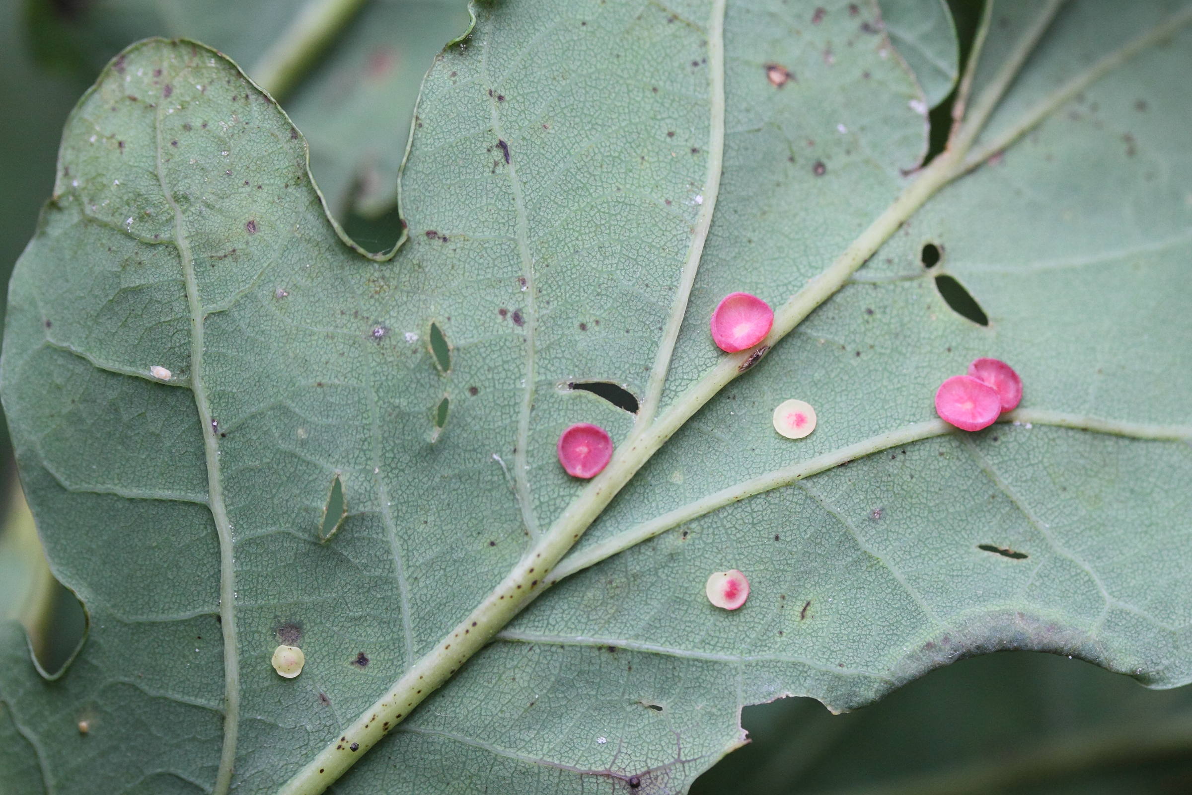 neuroterus_albipes_galle2md