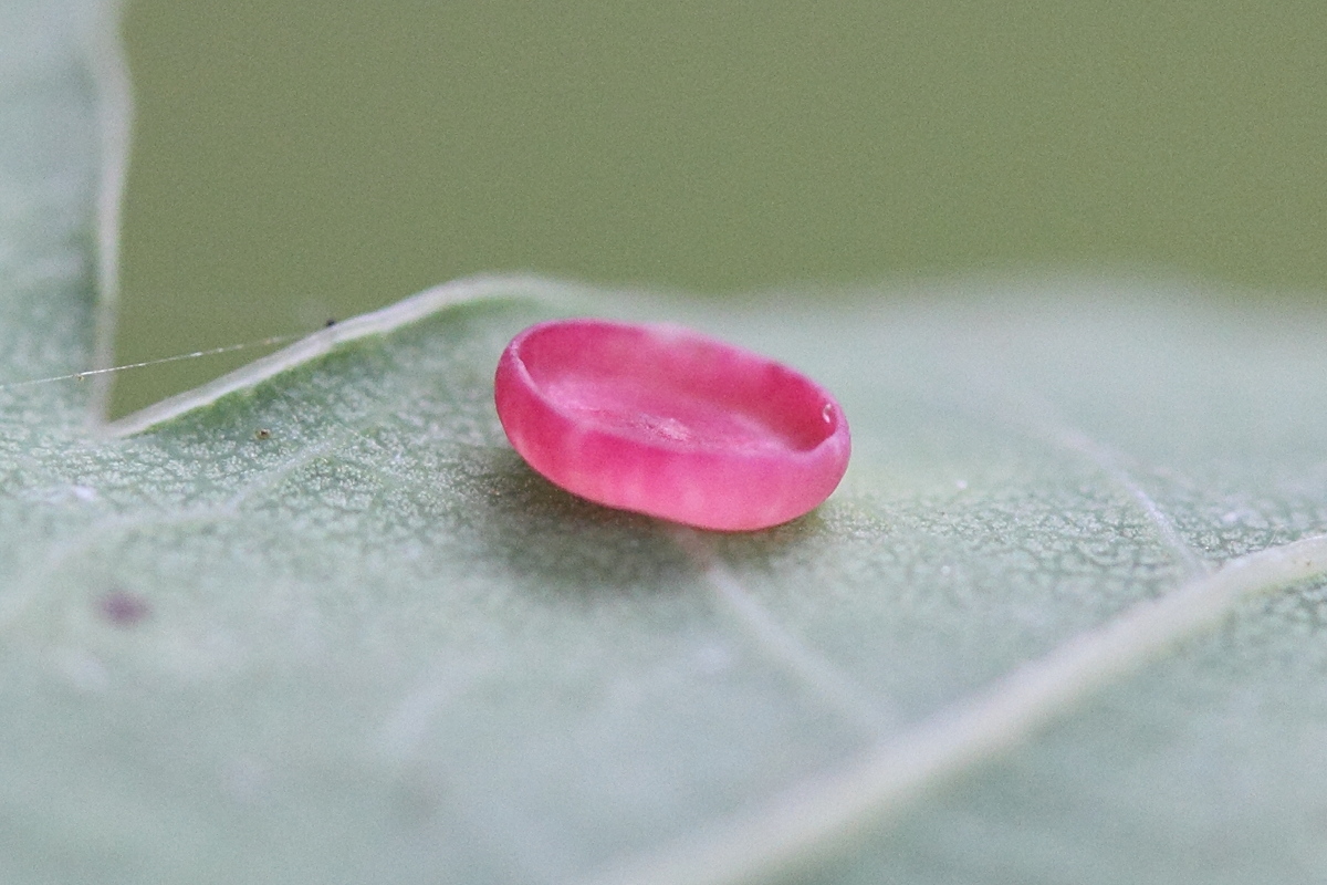 neuroterus_albipes_galle3md