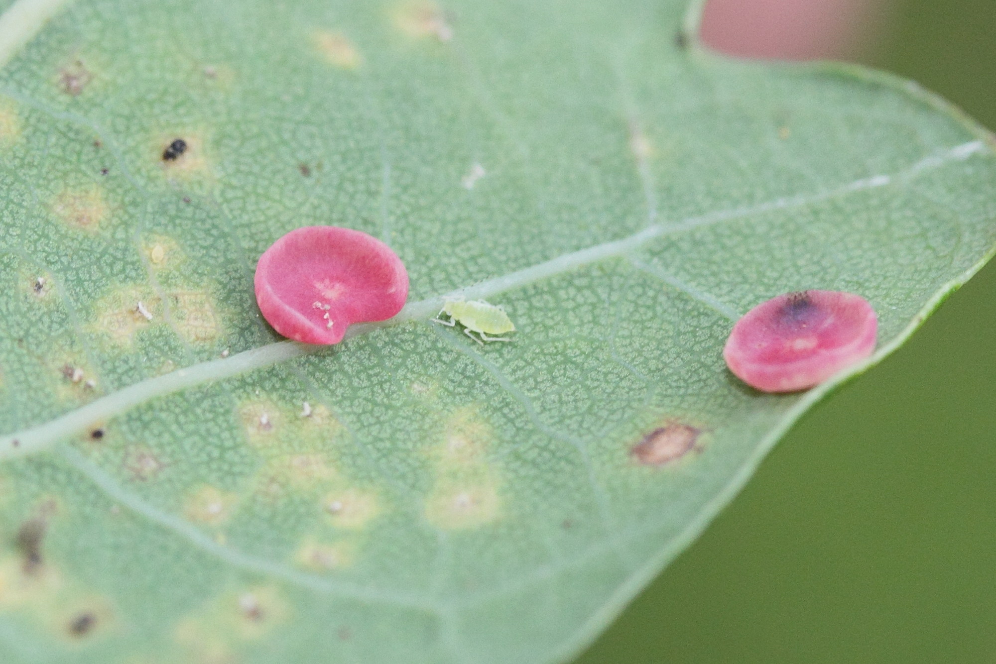 neuroterus_albipes_galle4md