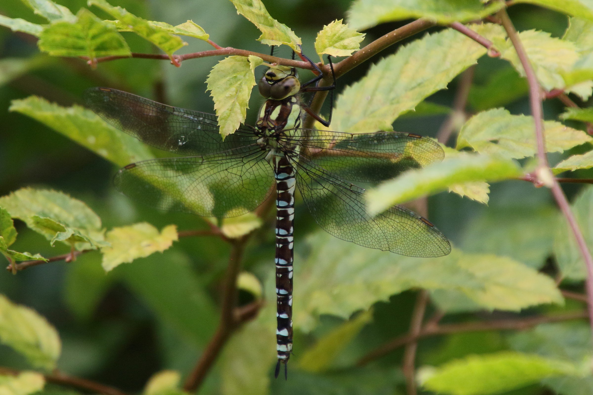 aeschna_cyanea5bd