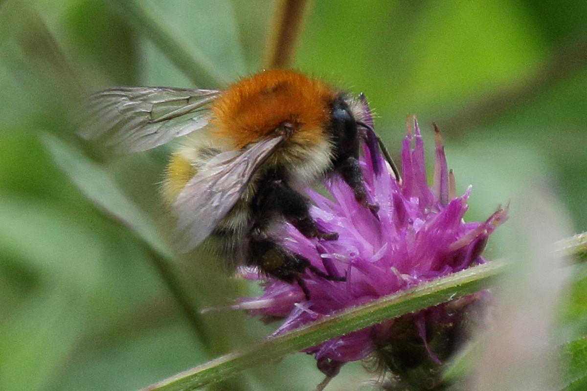 bombus_pascuorum1bd