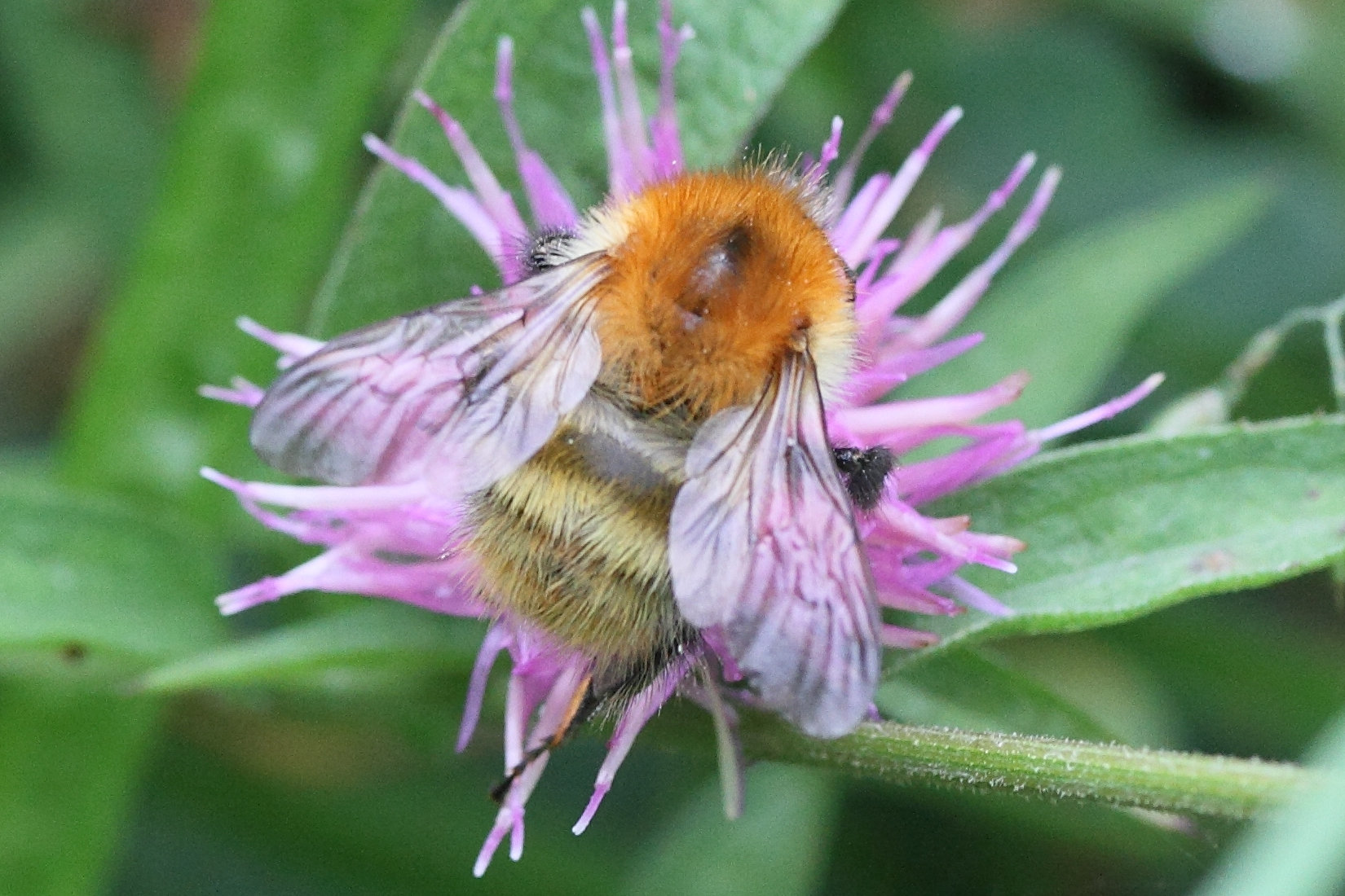 bombus_pascuorum2md