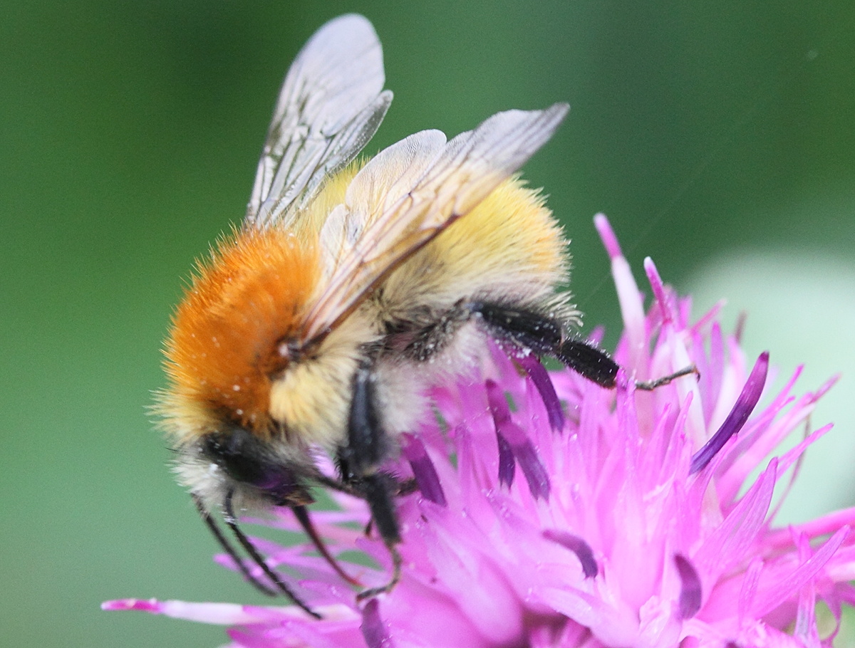 bombus_pascuorum3md