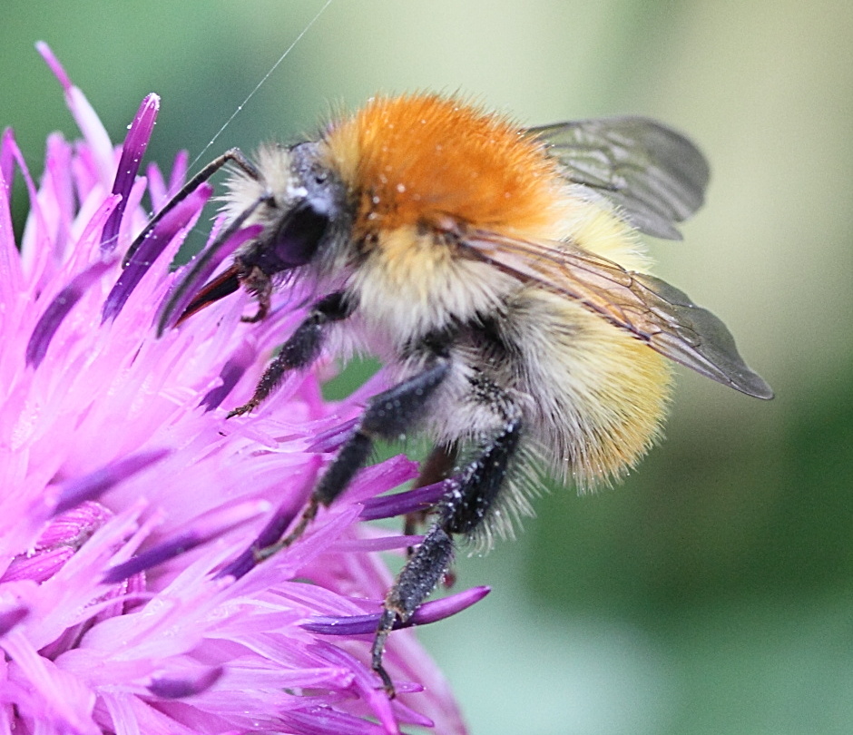 bombus_pascuorum5