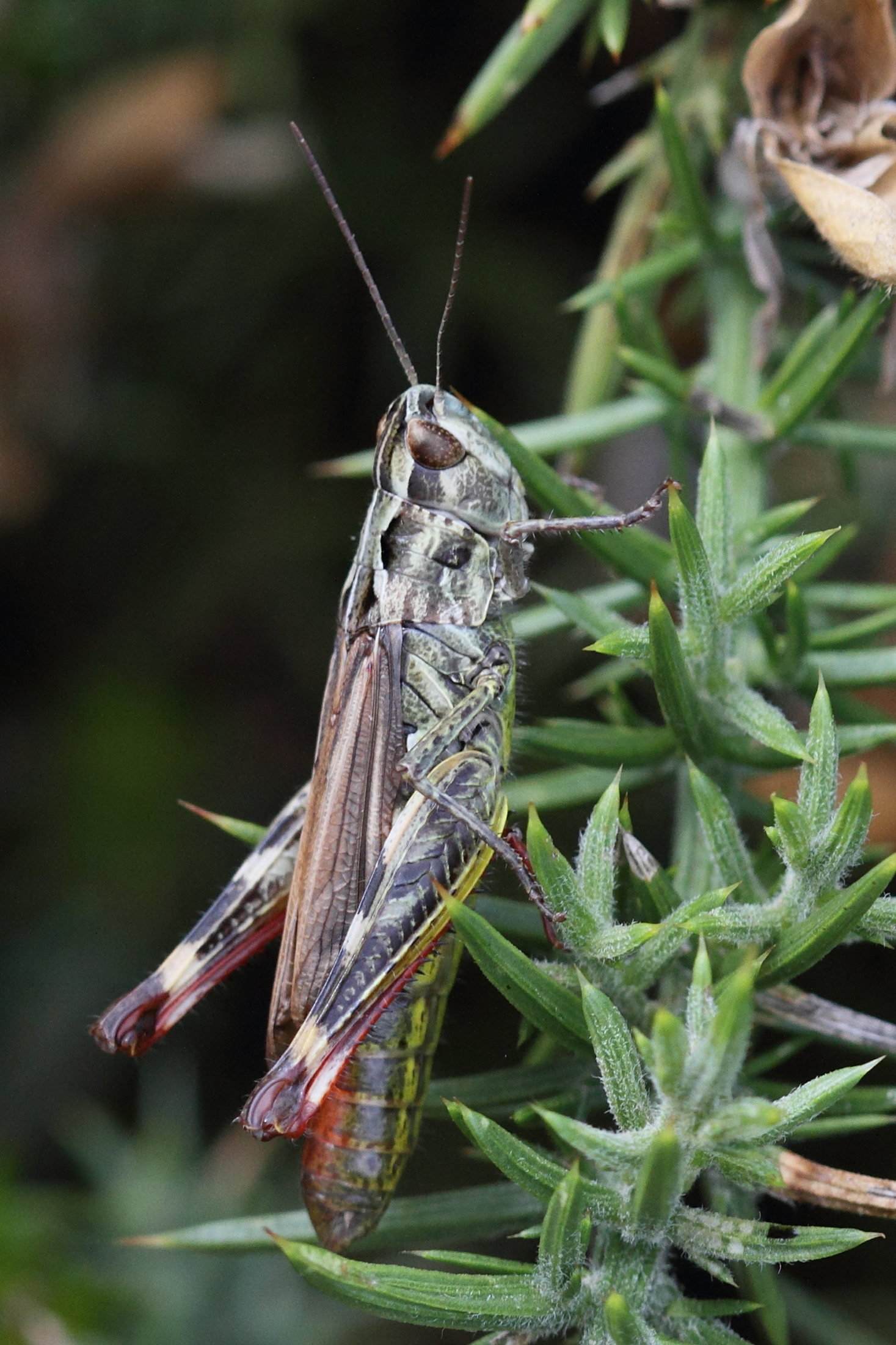 chorthippus_binotatus1md