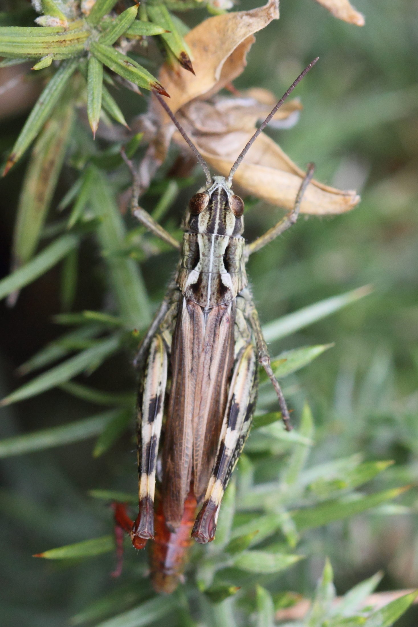 chorthippus_binotatus2md