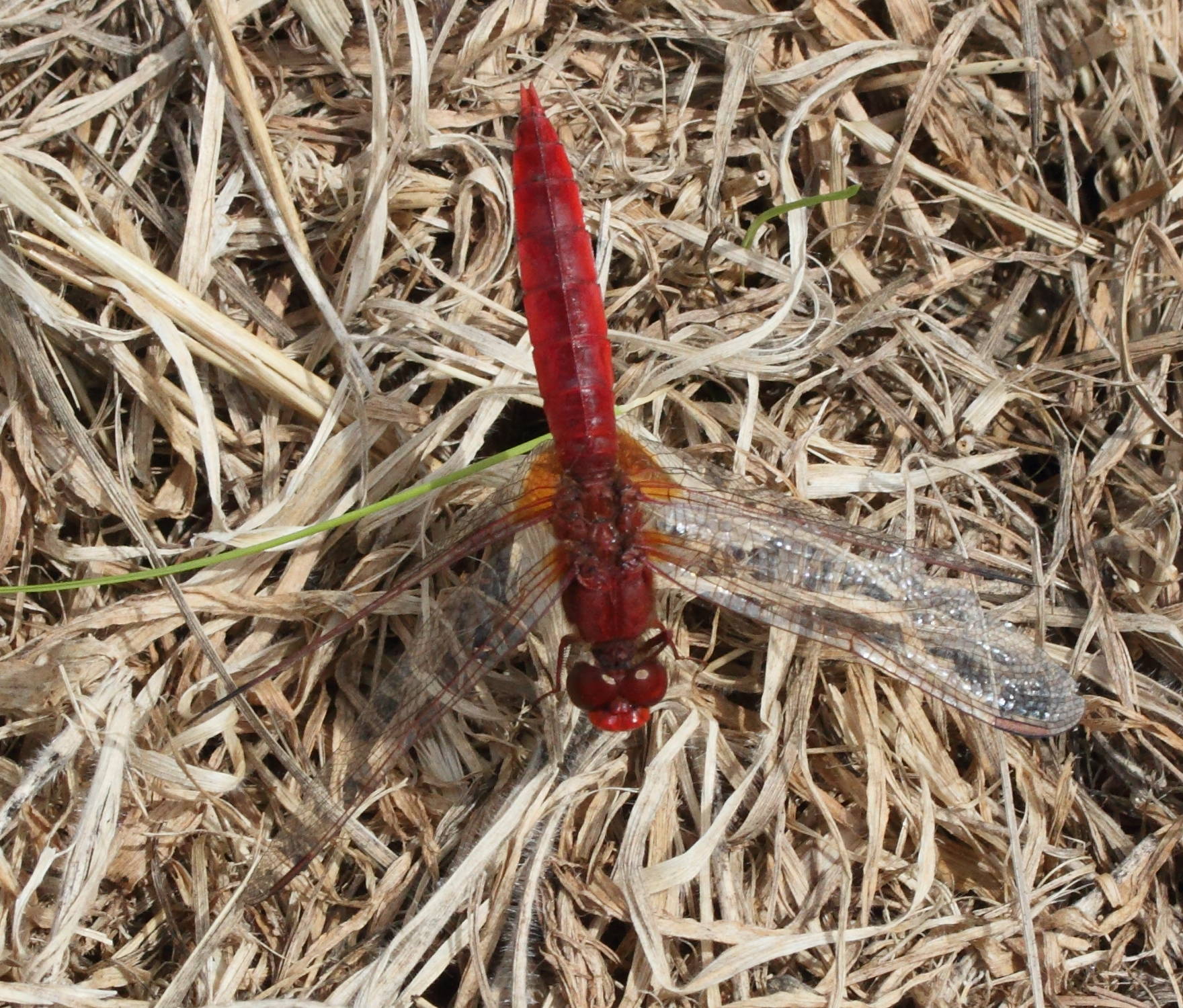 crocothemis_erythraea8md