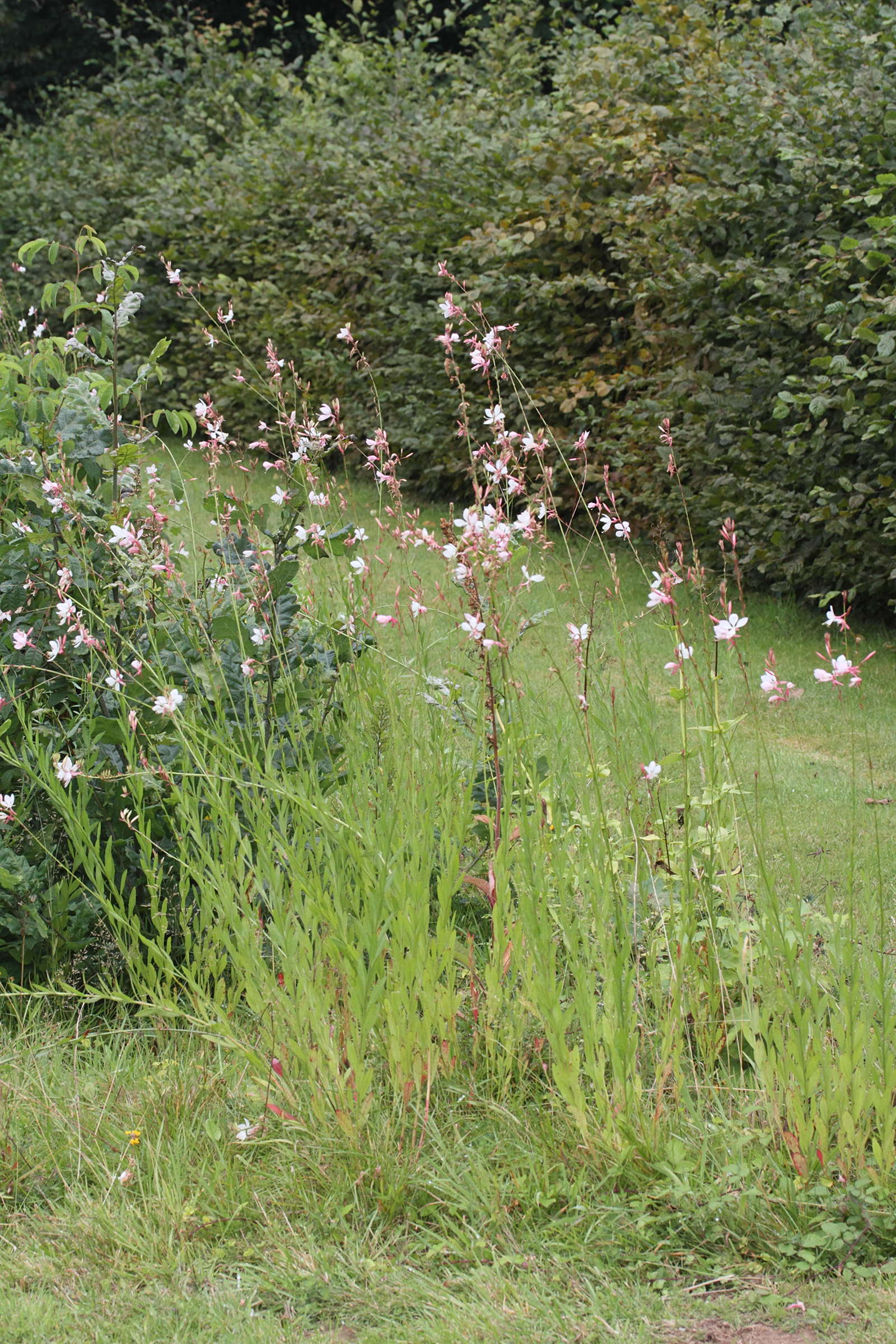 Afficher le média gaura_lindheimeri1md gaura_lindheimeri1md