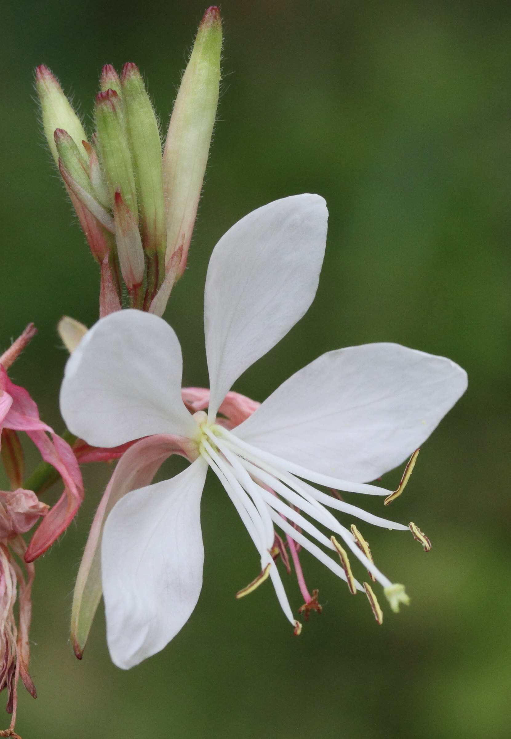 Afficher le média gaura_lindheimeri2md gaura_lindheimeri2md