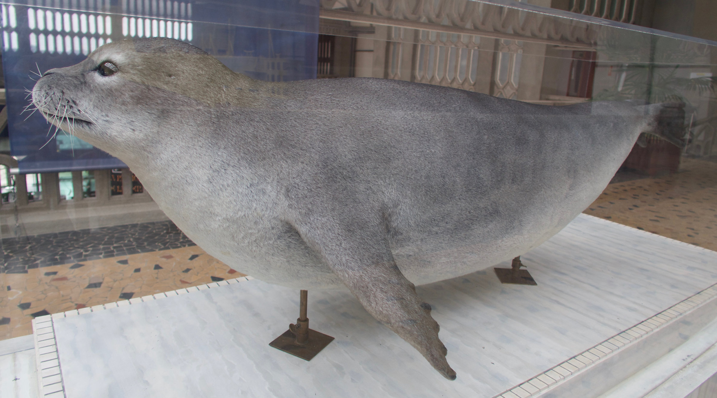 monachus_tropicalis1md