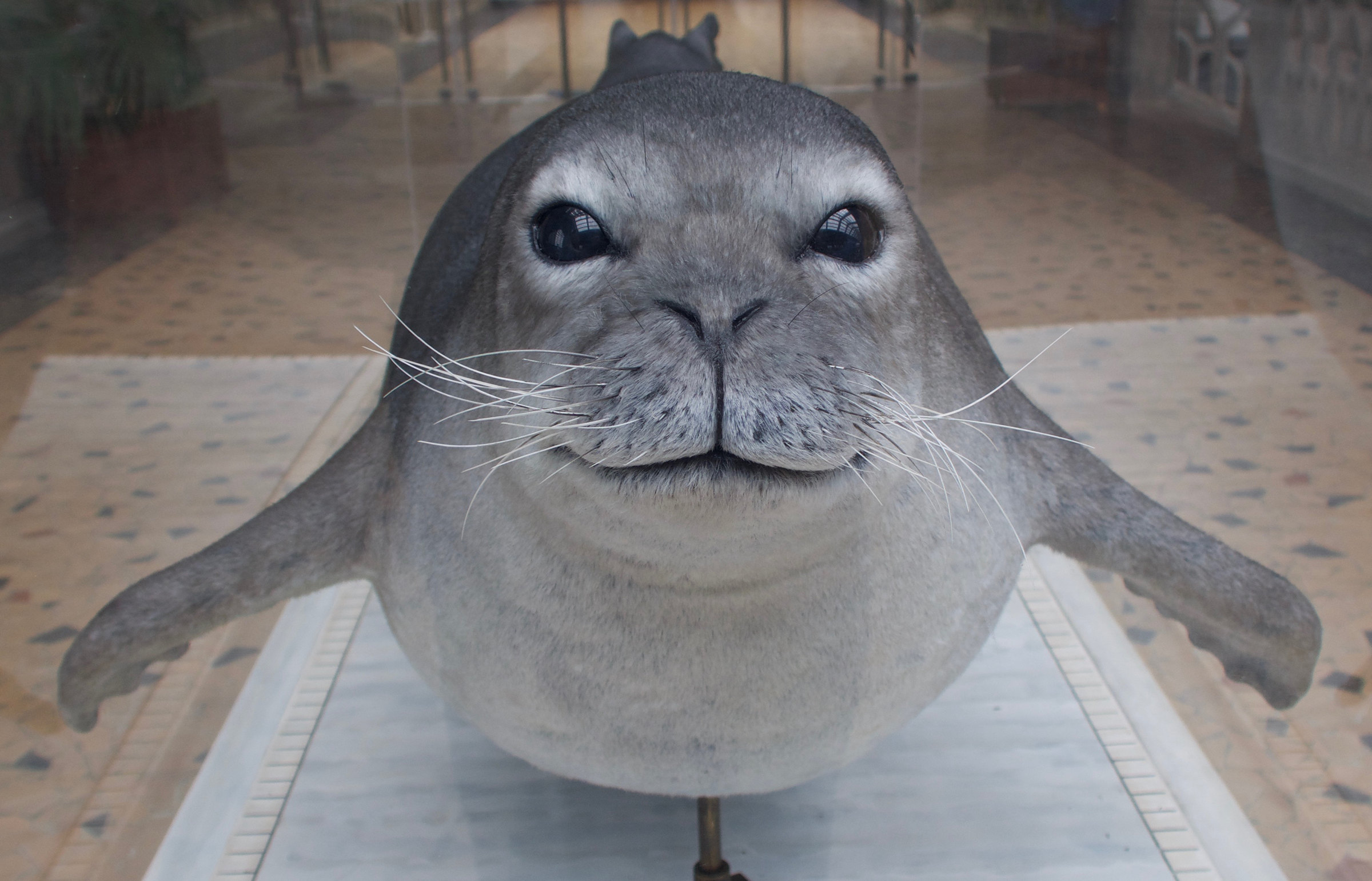 monachus_tropicalis2md