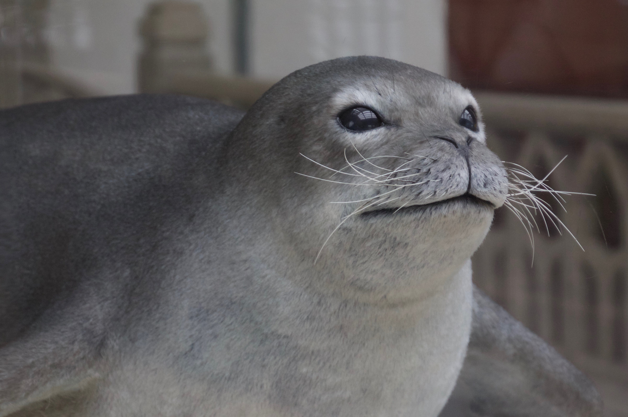 monachus_tropicalis3bd