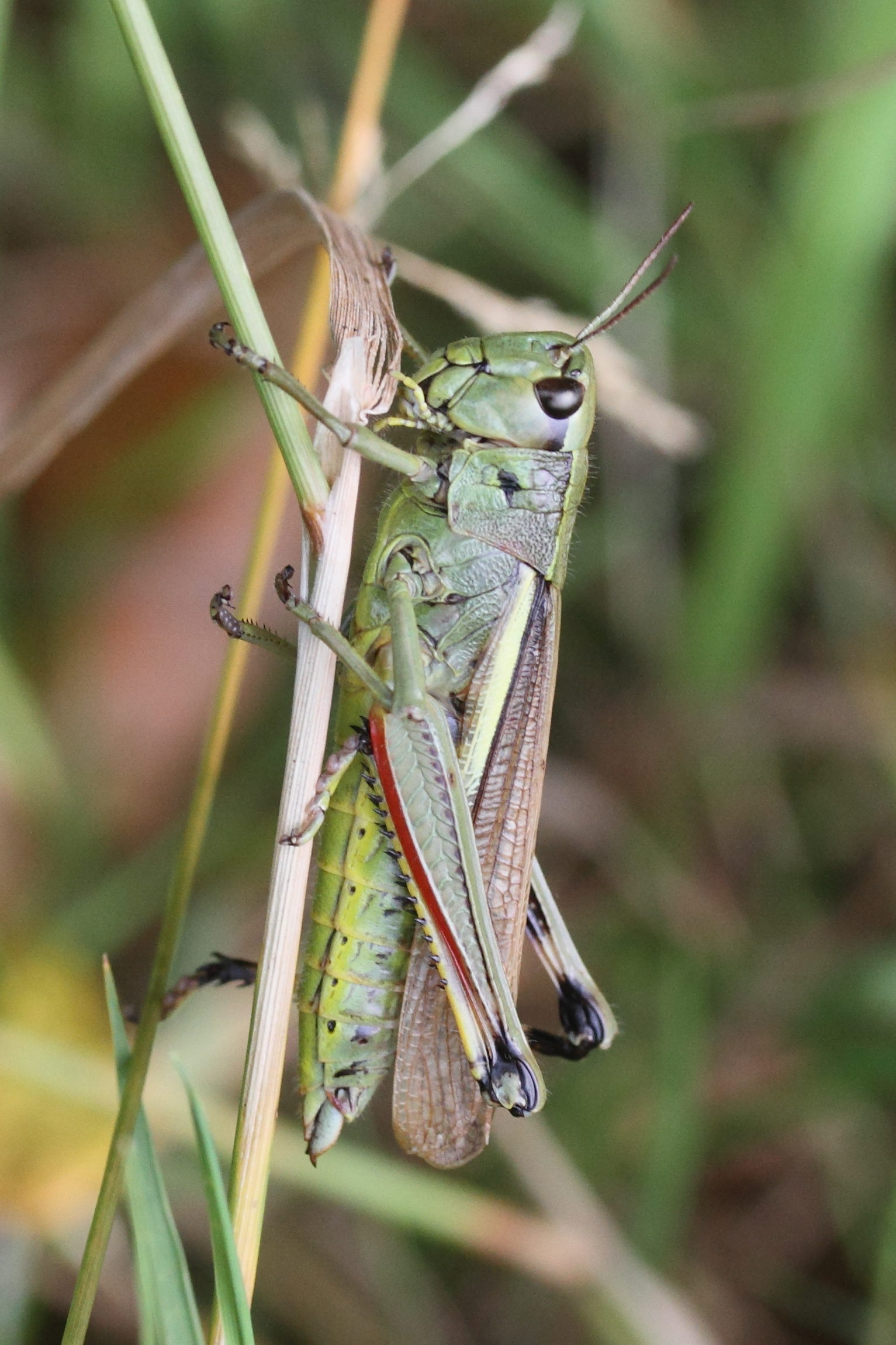 stethophyma_grossum5md