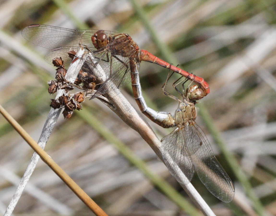 Afficher le média sympetrum_meridionale2md sympetrum_meridionale2md