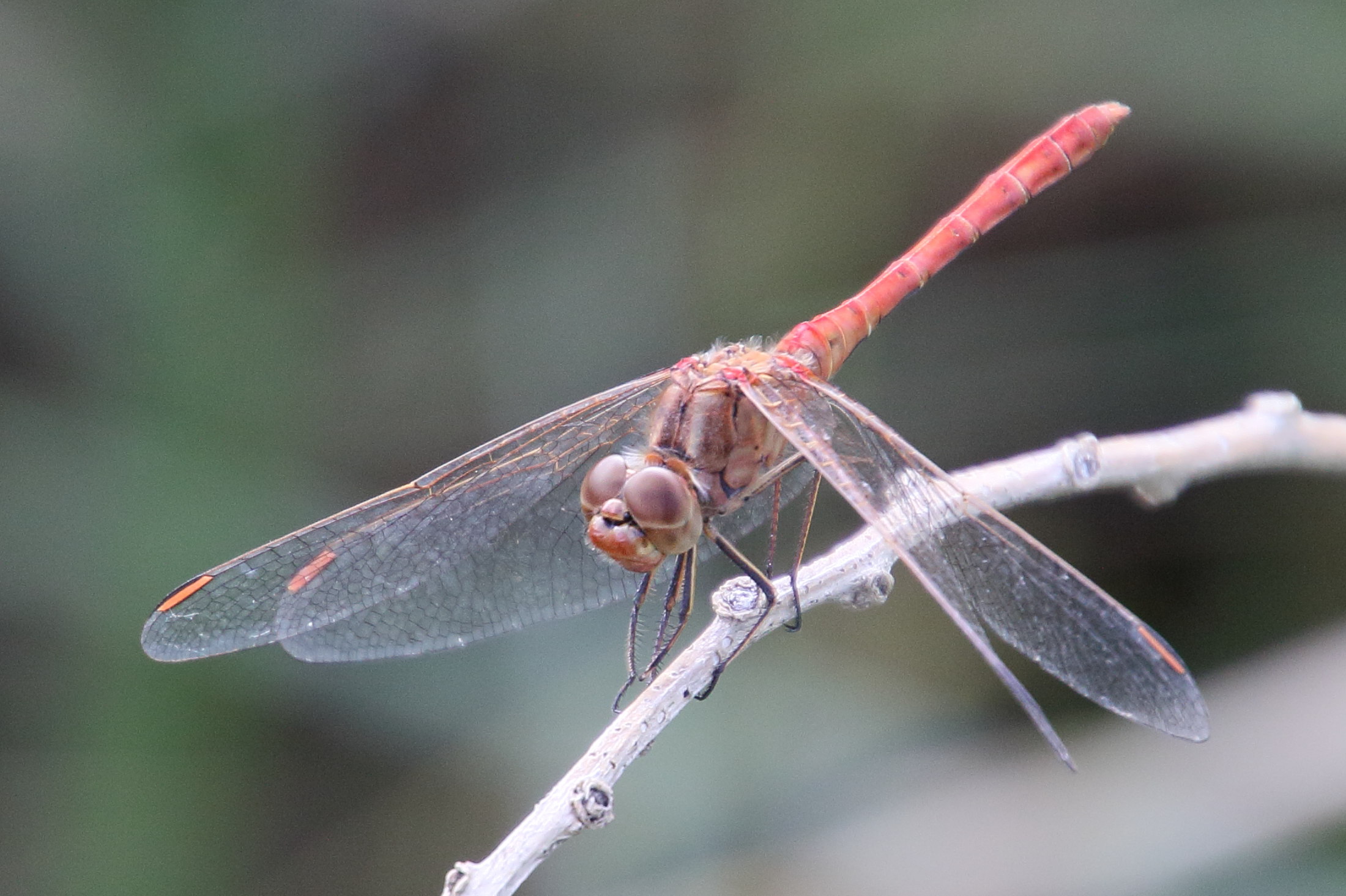 Afficher le média sympetrum_striolatum6bd sympetrum_striolatum6bd