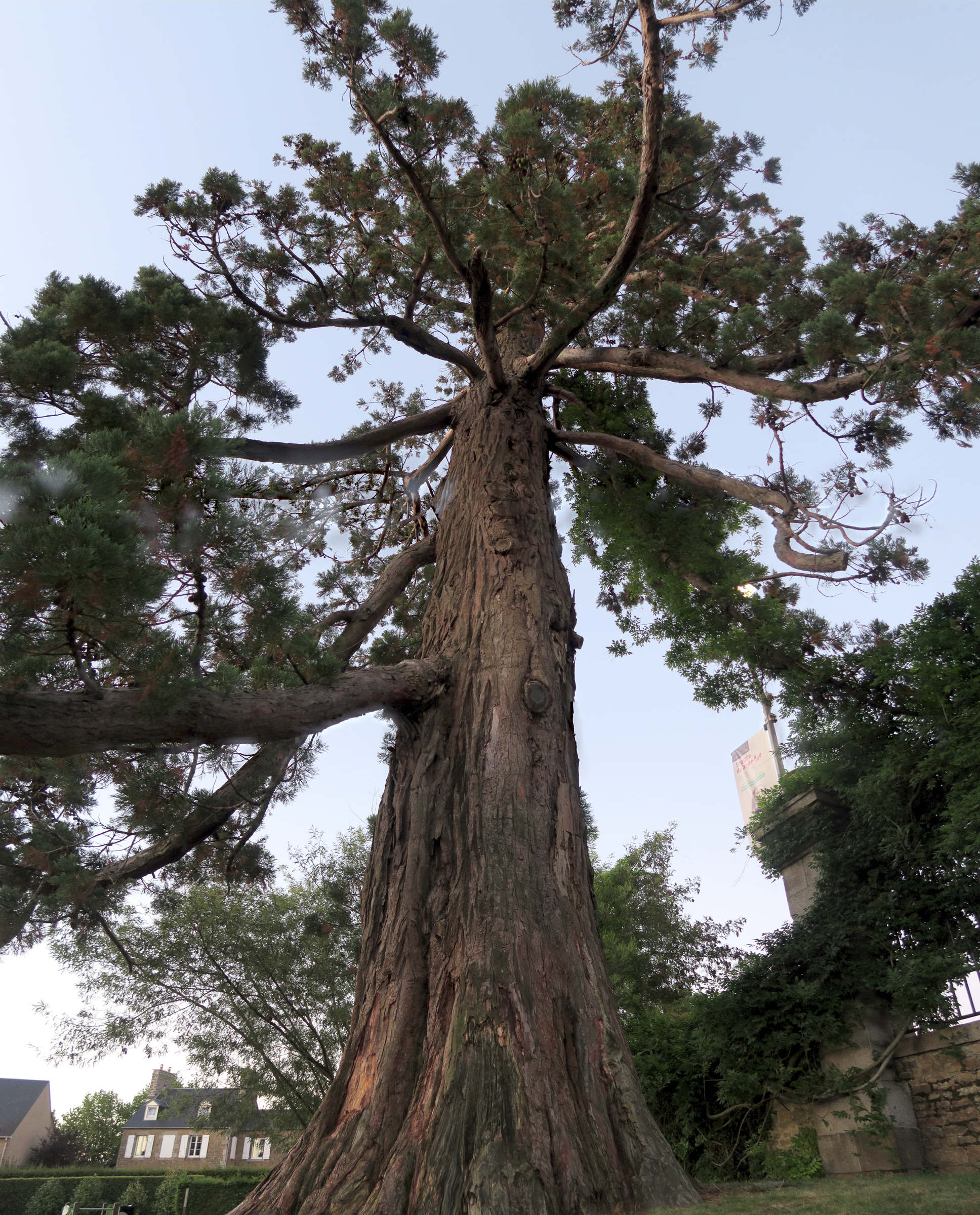 sequoiadendron_giganteum5md