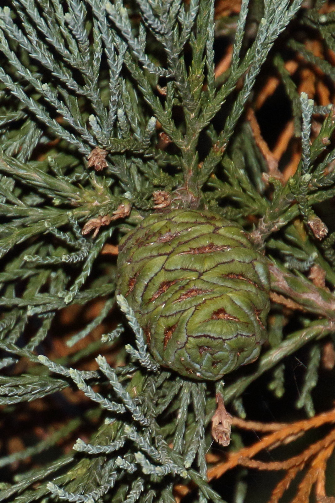 sequoiadendron_giganteum6bd