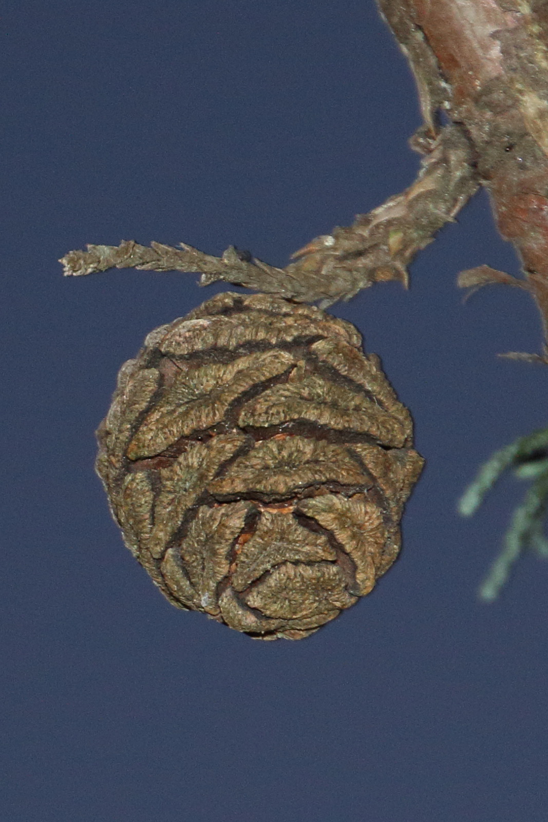 sequoiadendron_giganteum7bd