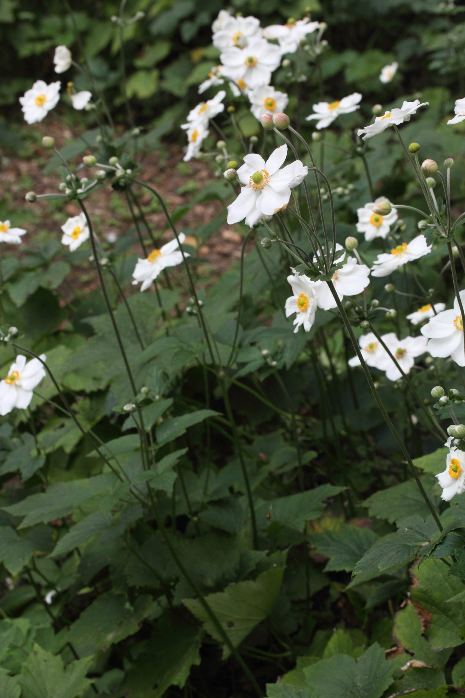 Afficher le média anemone_hupehensis_japonica1md anemone_hupehensis_japonica1md