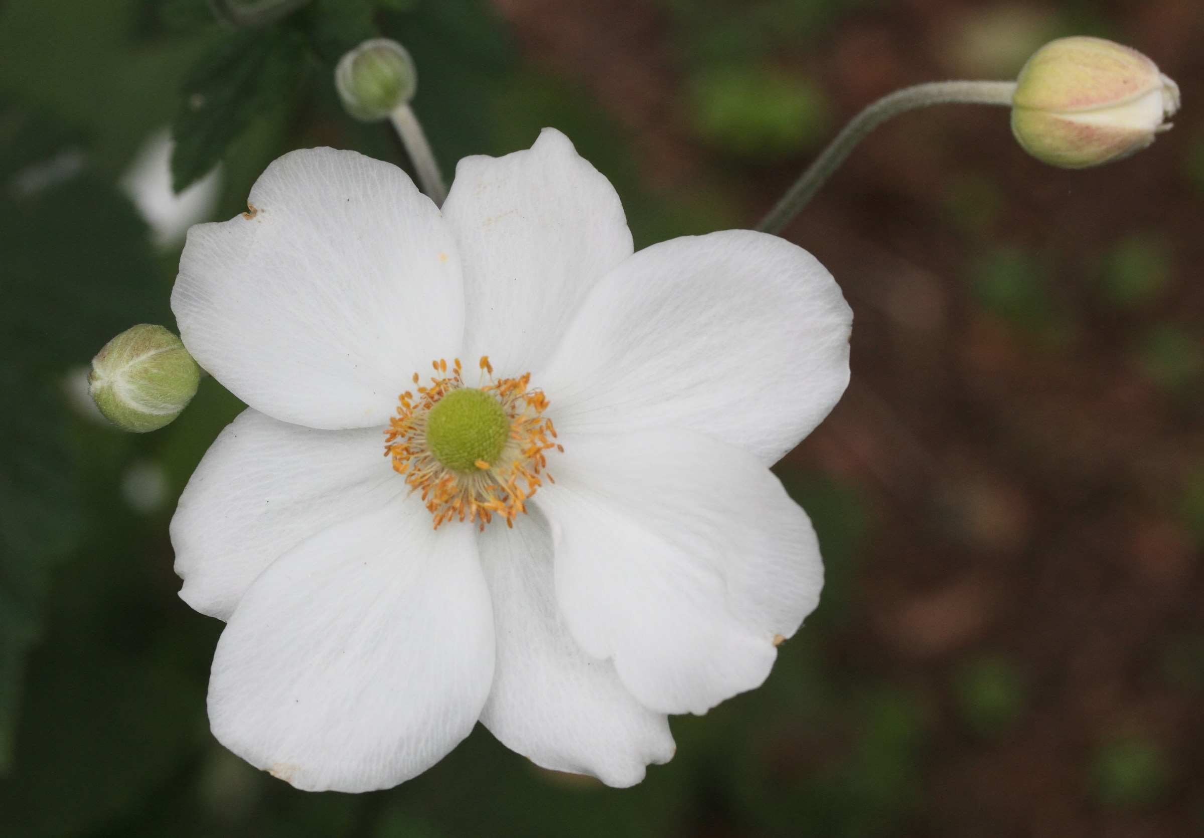 Afficher le média anemone_hupehensis_japonica2md anemone_hupehensis_japonica2md