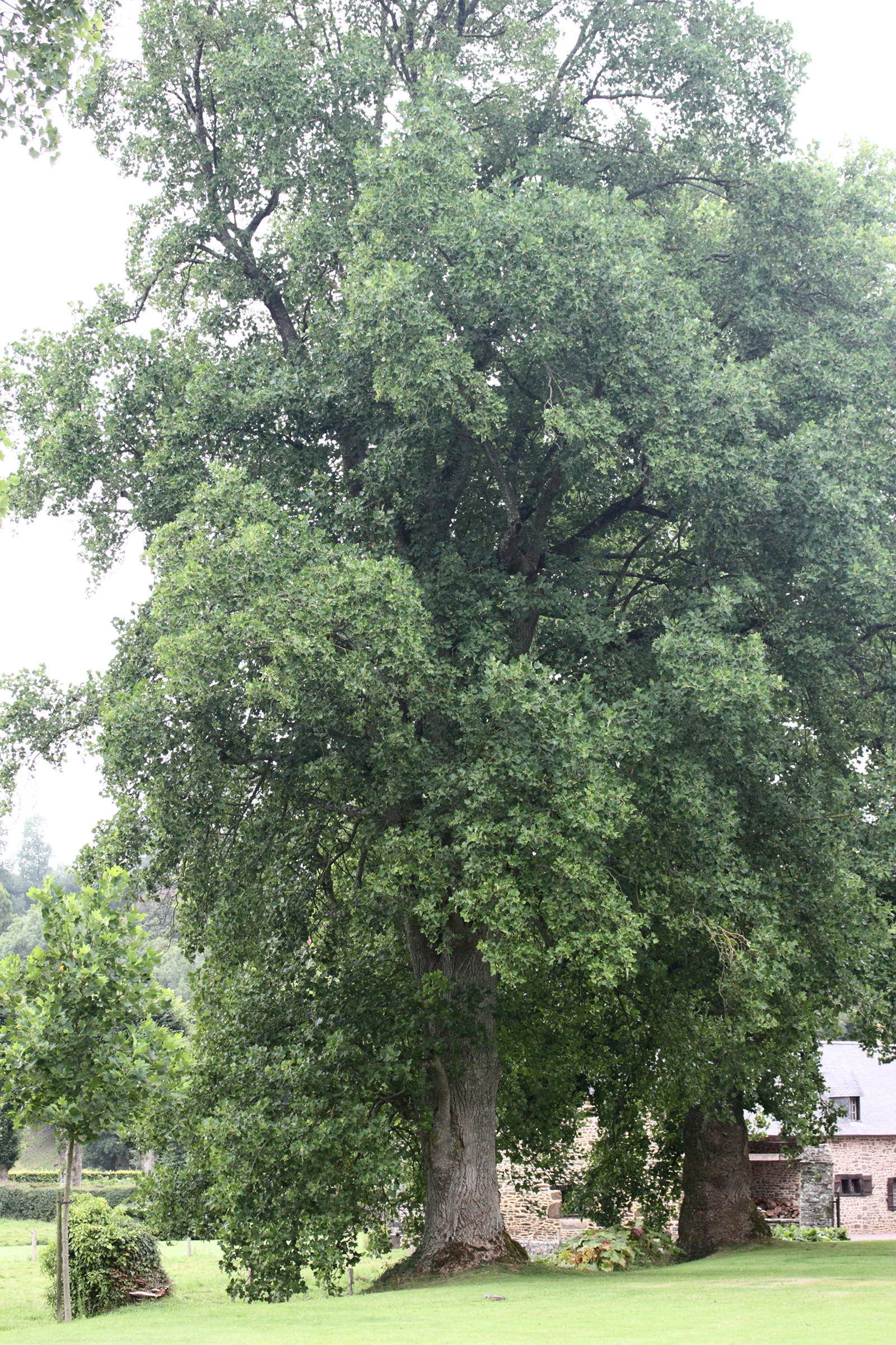 liriodendron_tulipifera7md