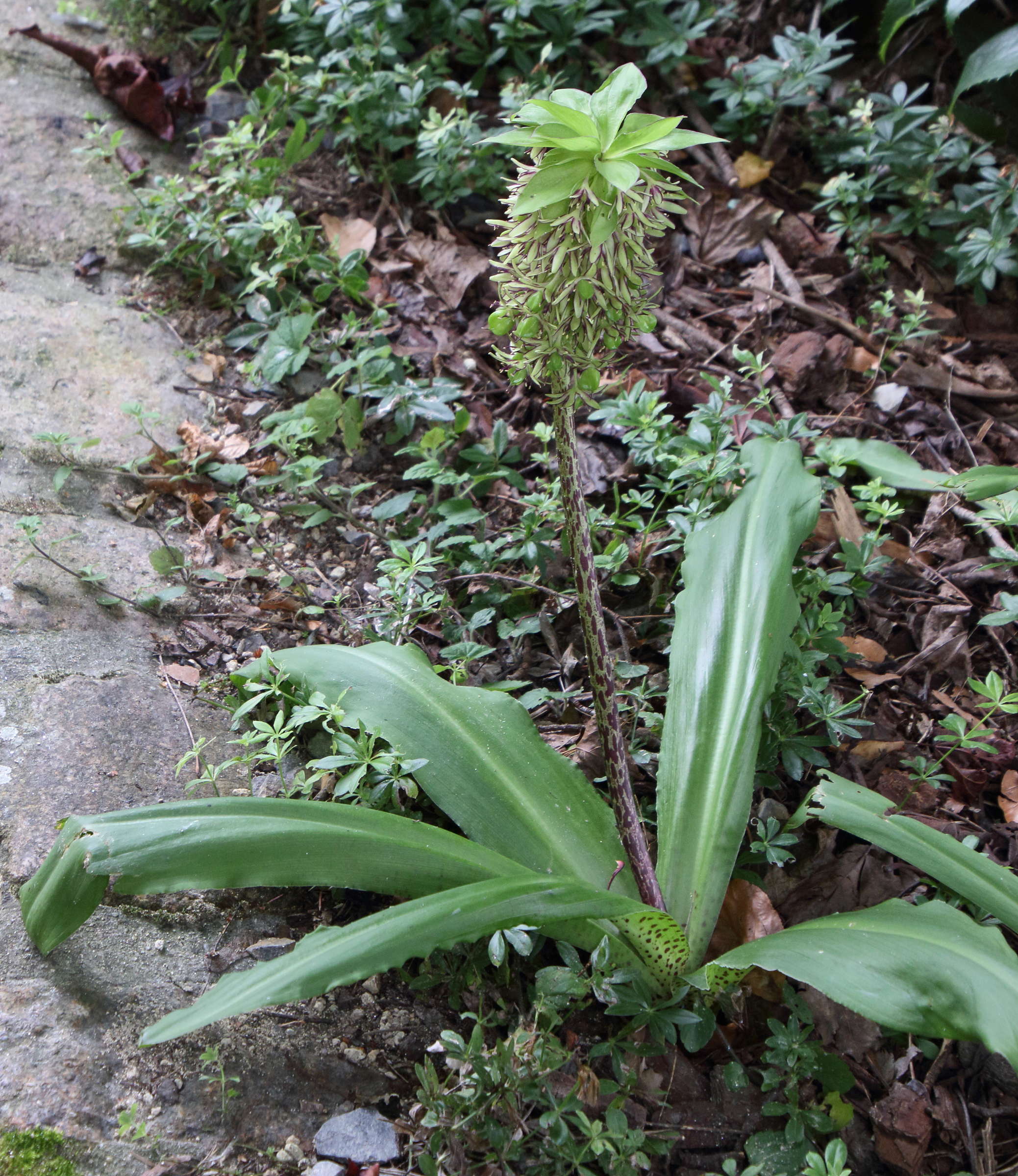 eucomis_bicolor1bd