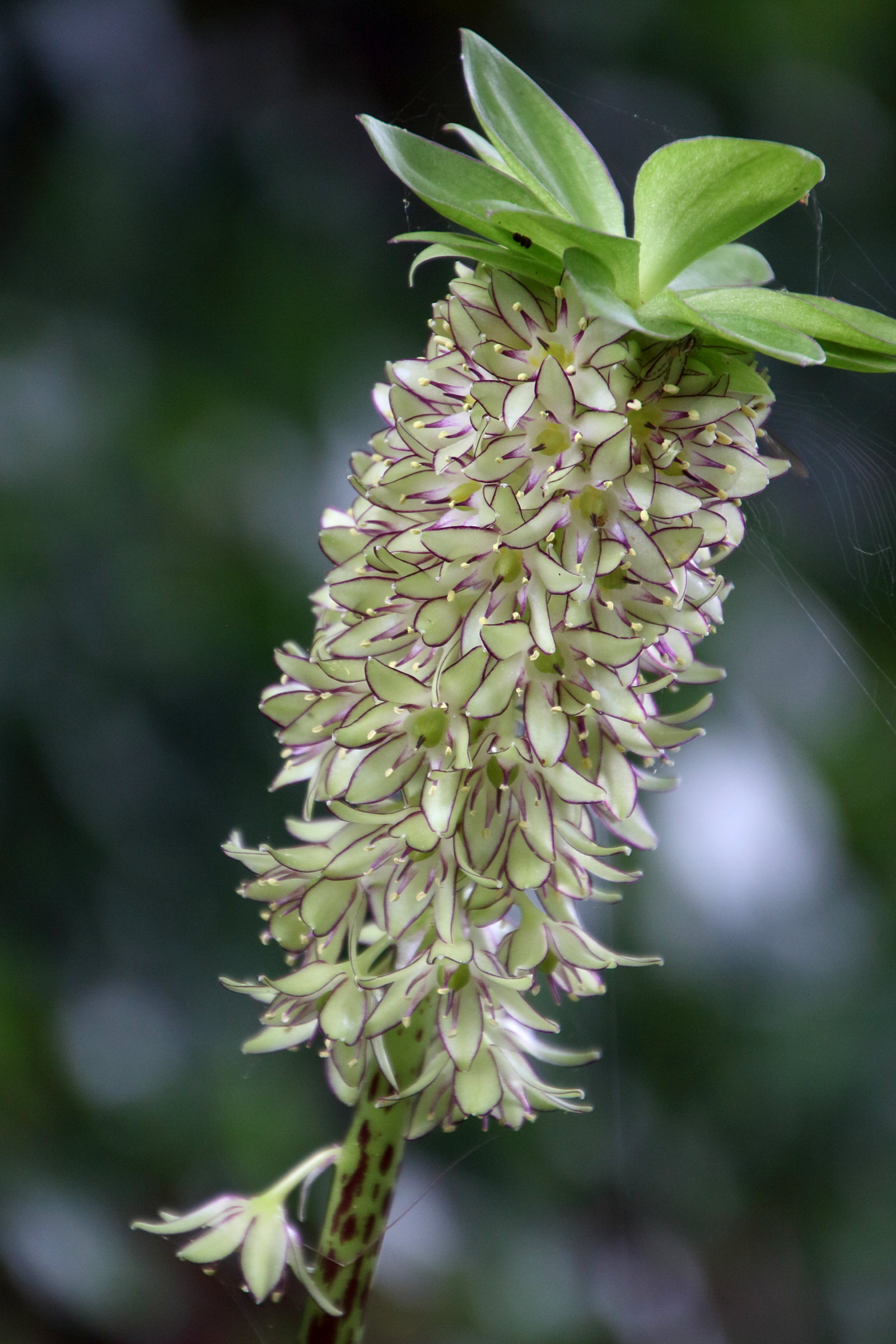 eucomis_bicolor2bd