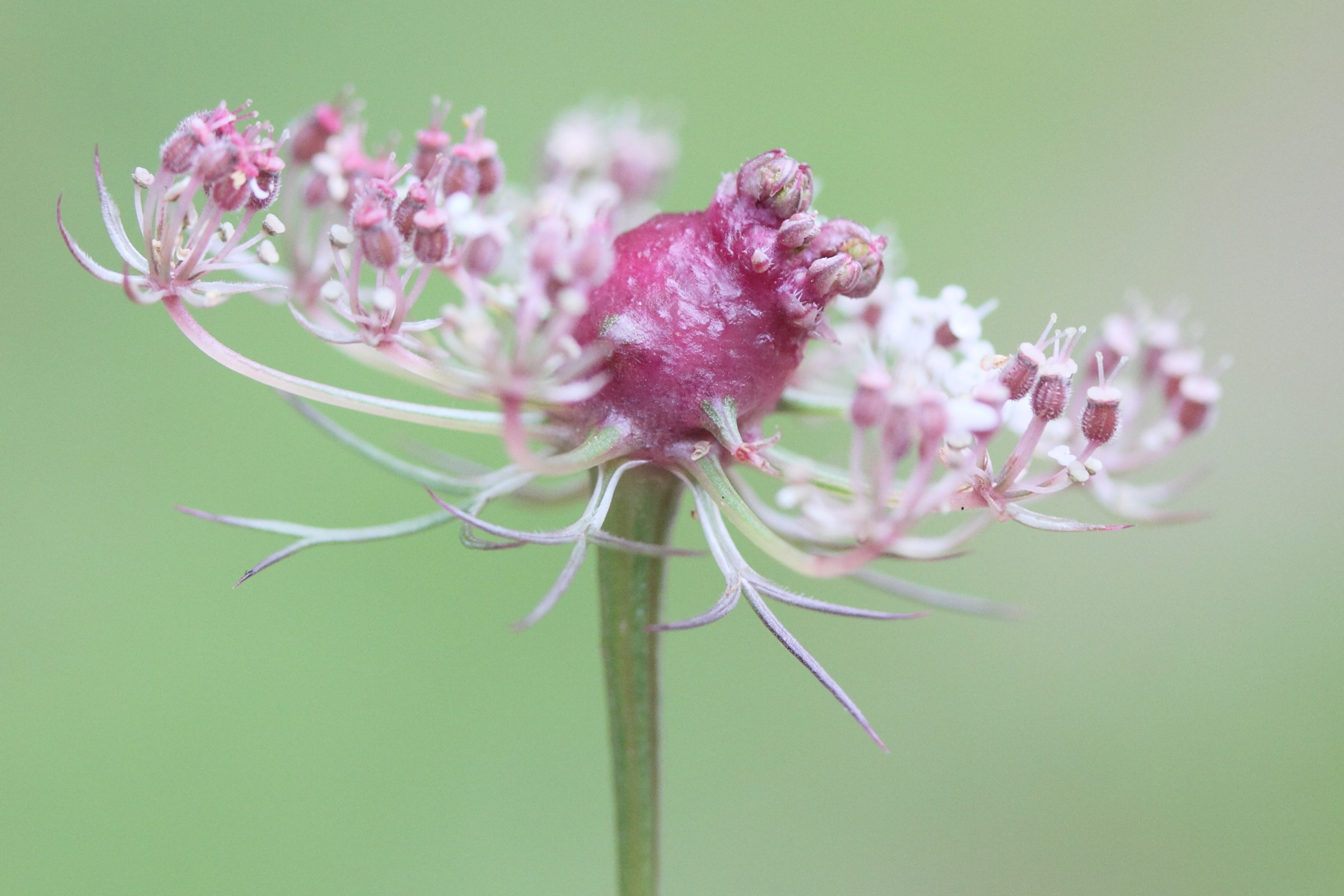 Afficher le média lasioptera_carophila_galle1md lasioptera_carophila_galle1md